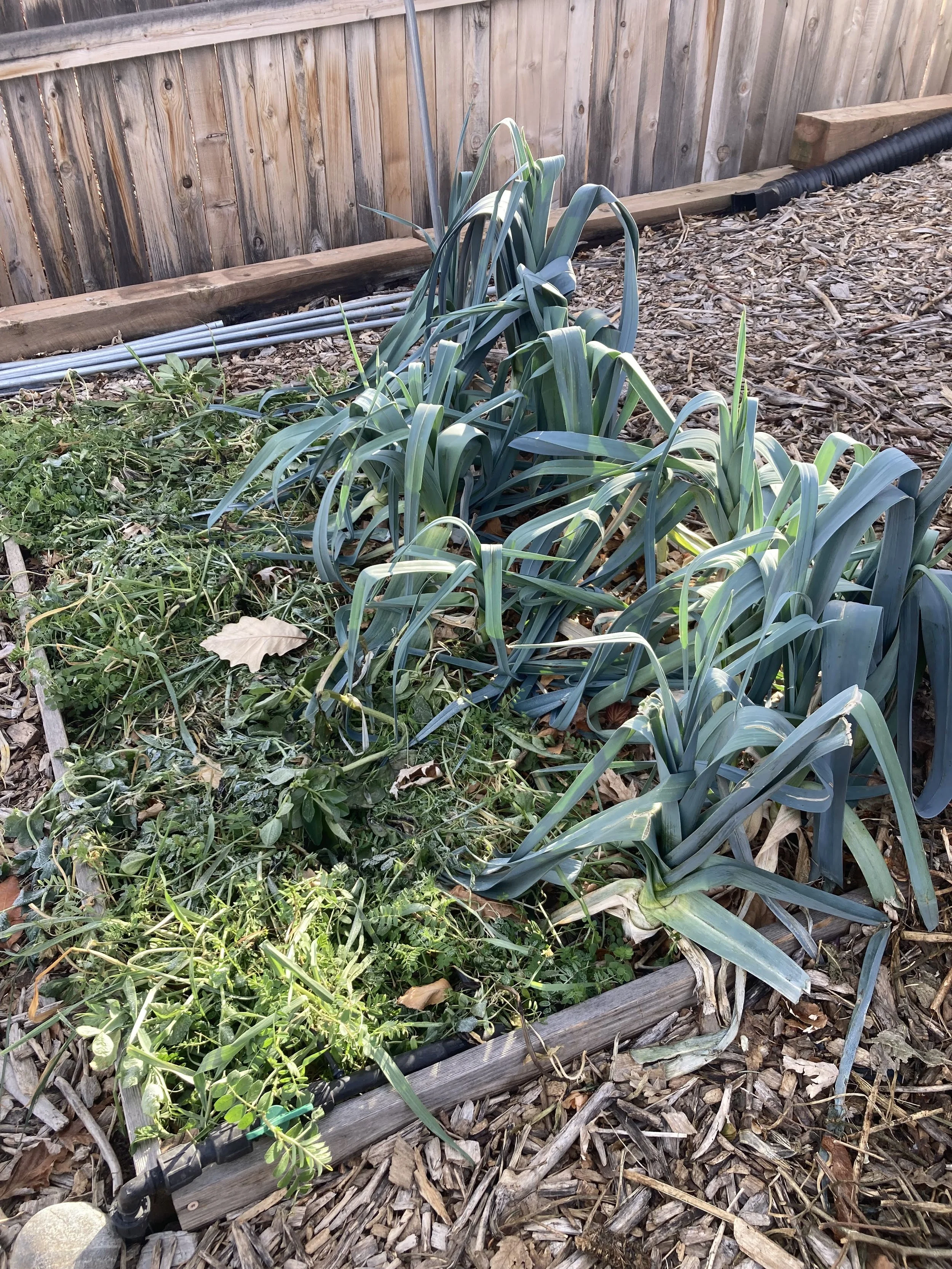 Leeks ready to harvest next to a cover crop