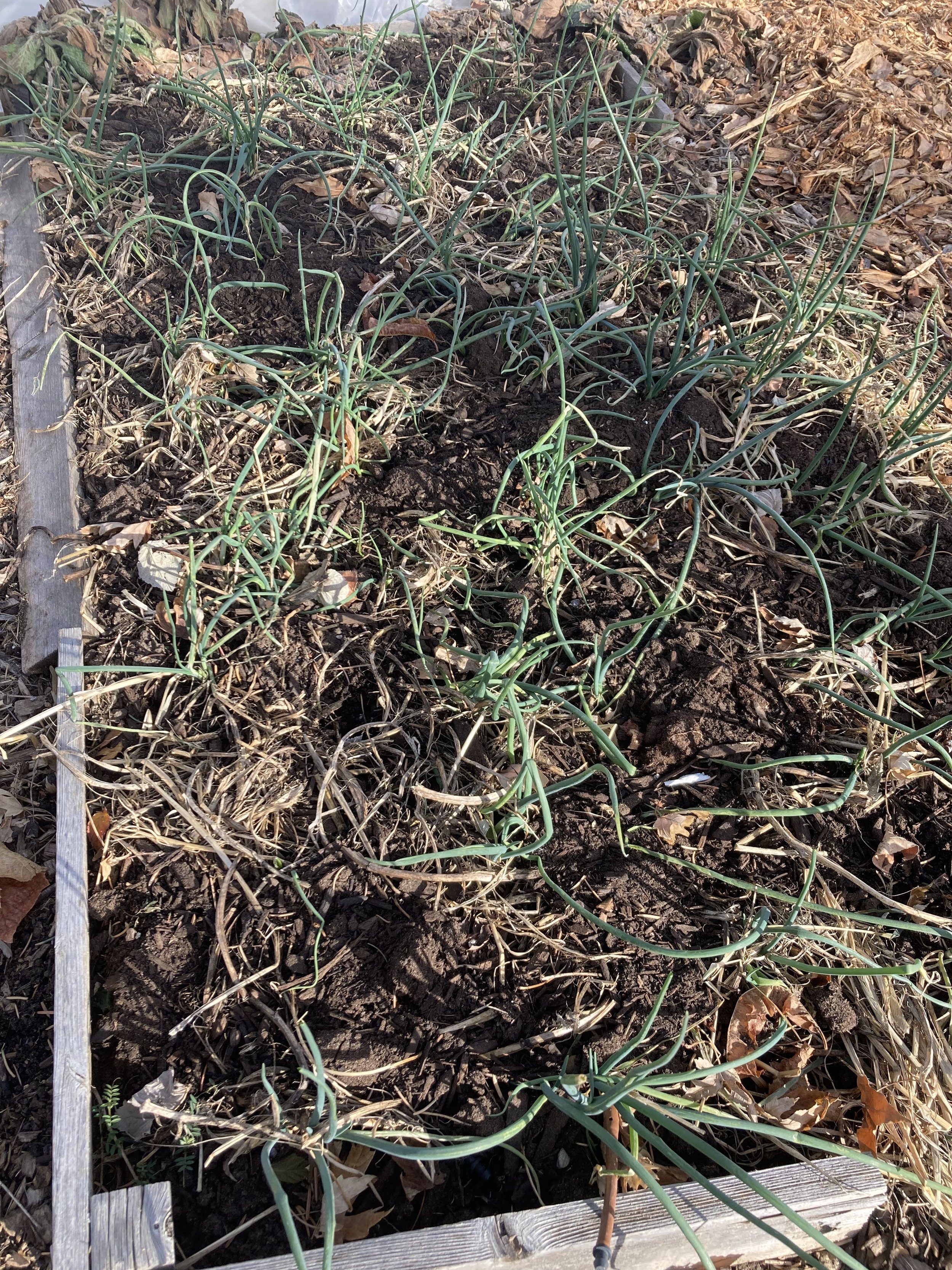 Onions growing over the winter