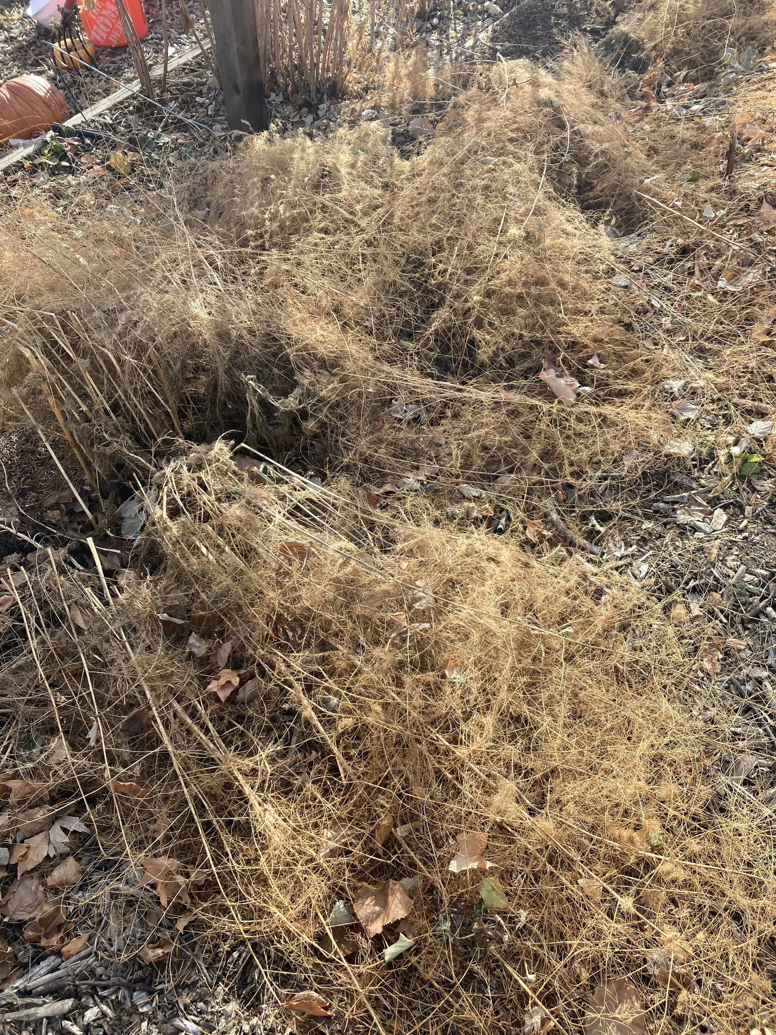 Cleaning up plants like asparagus