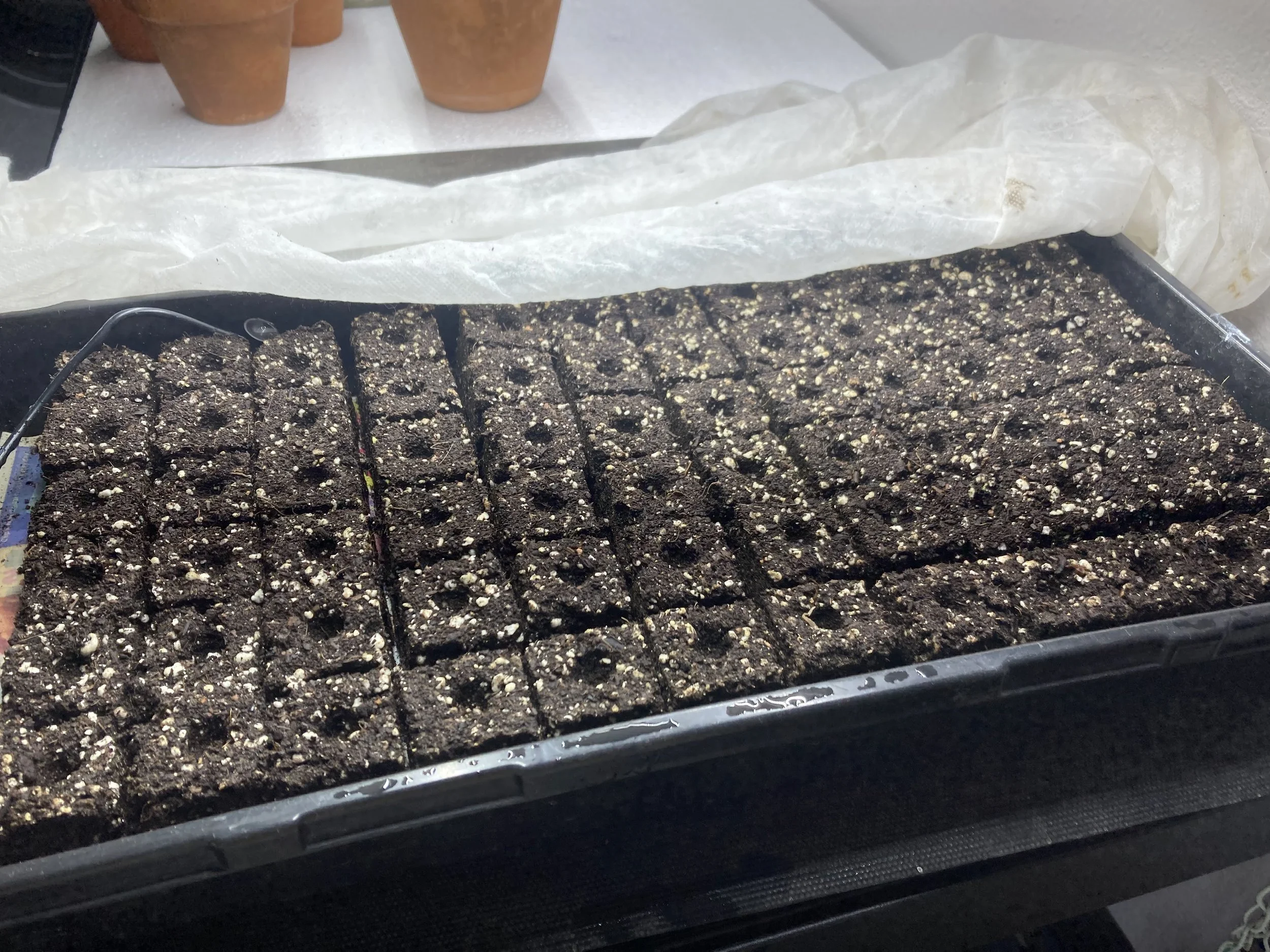 Indoor seed starting lisianthus