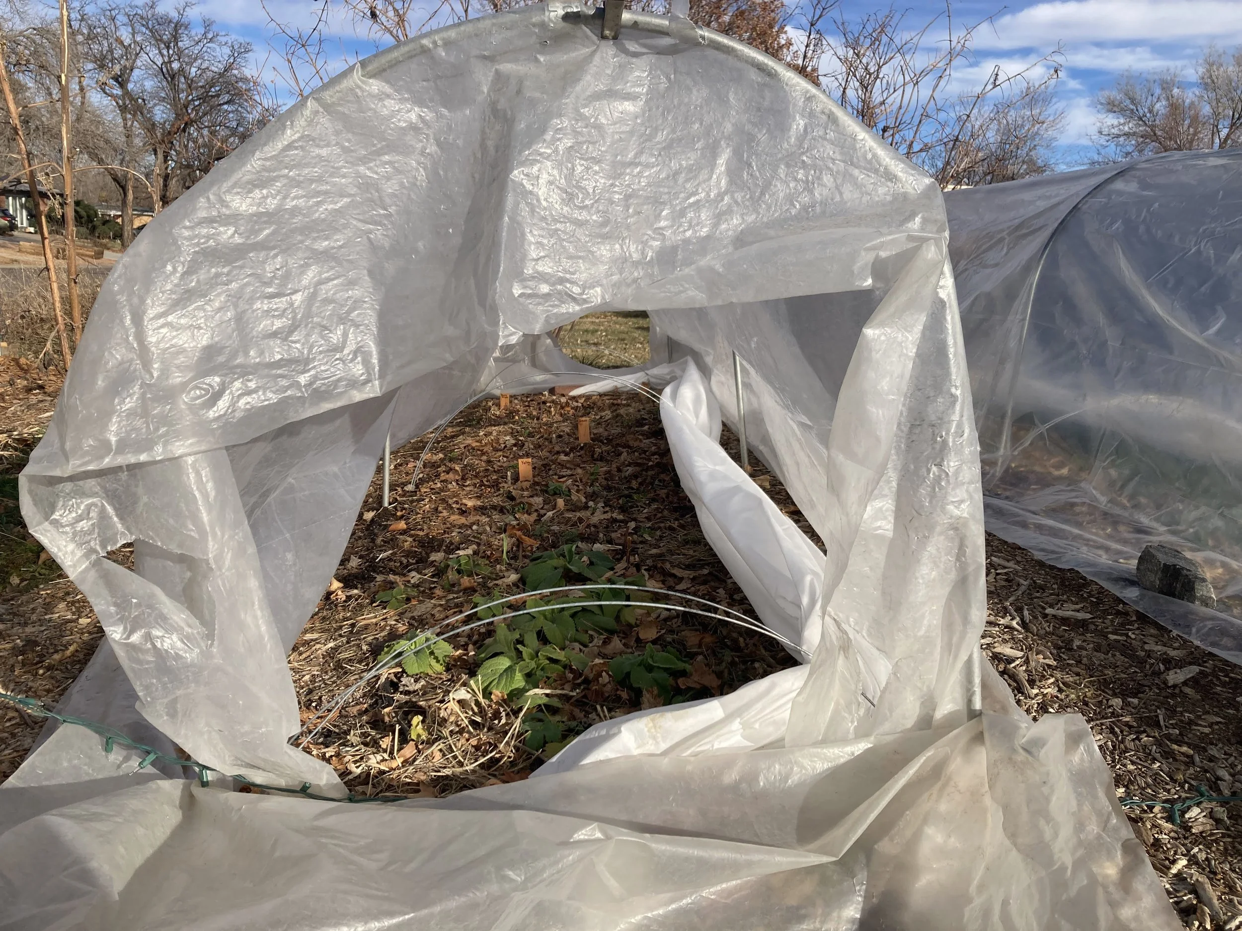 overwintered low tunnel of flower seedlings