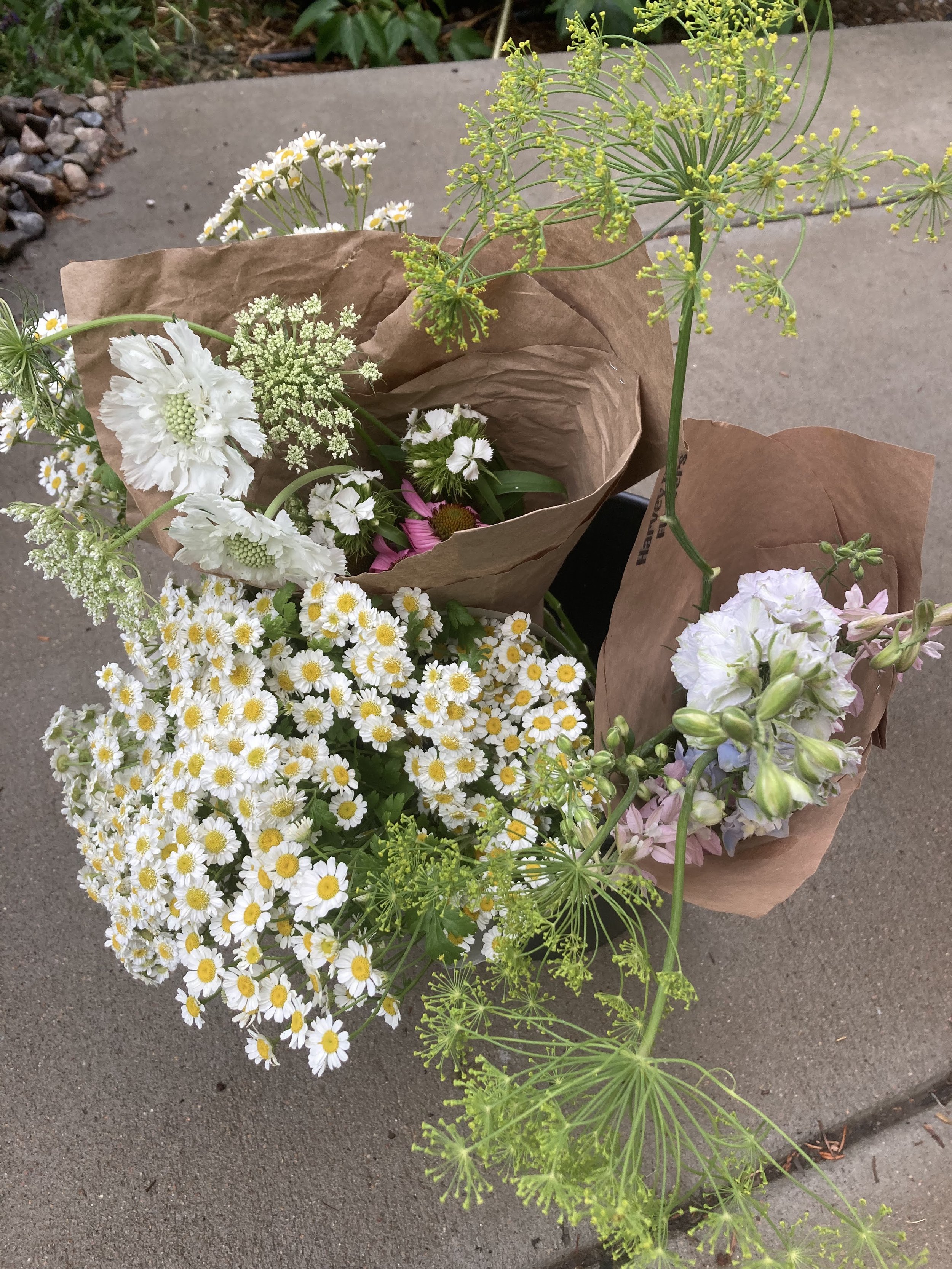 A medium bucket of flowers feverfew, dill, ammi, scabiosa