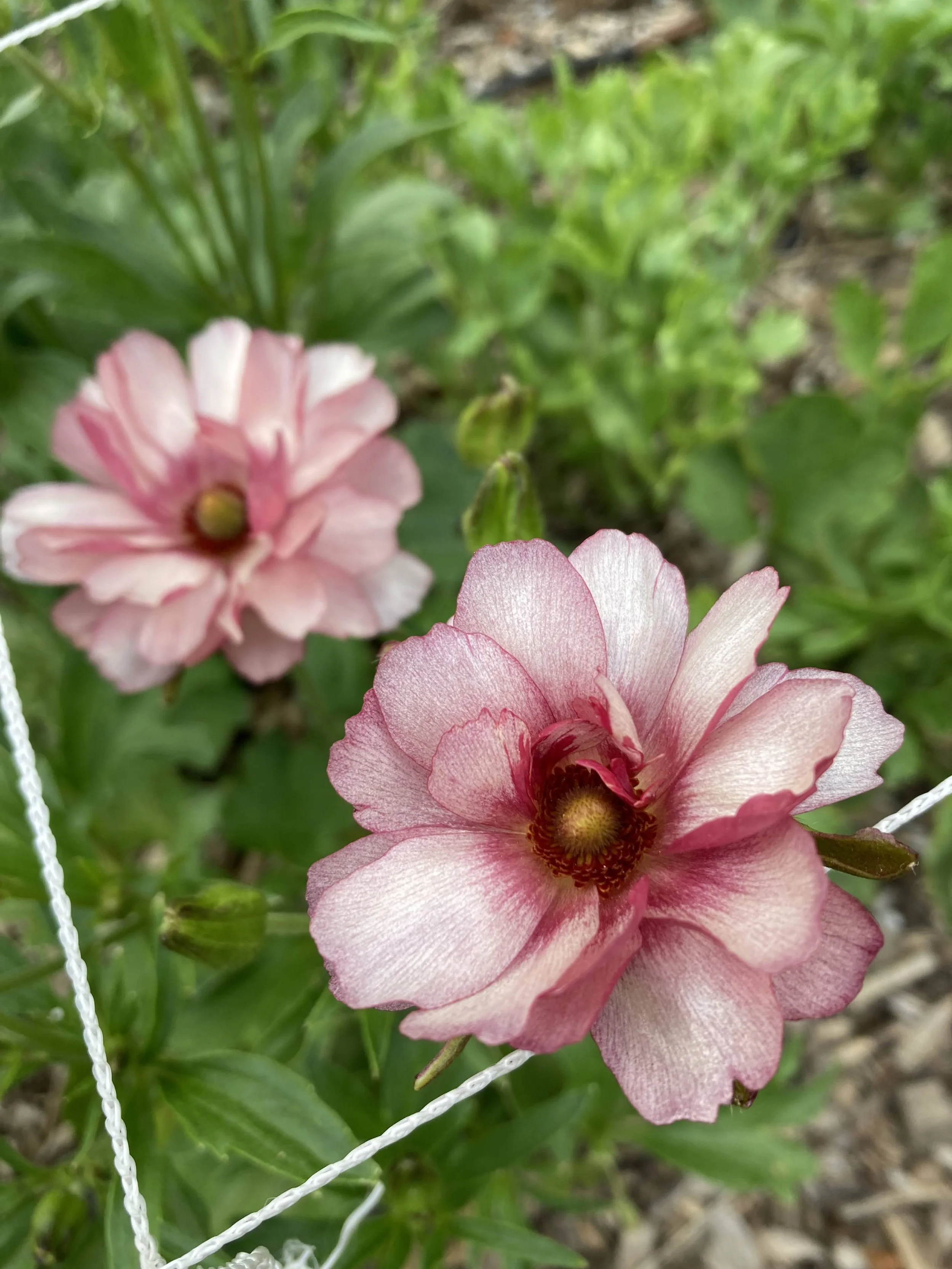 May and June: Butterfly ranunculus