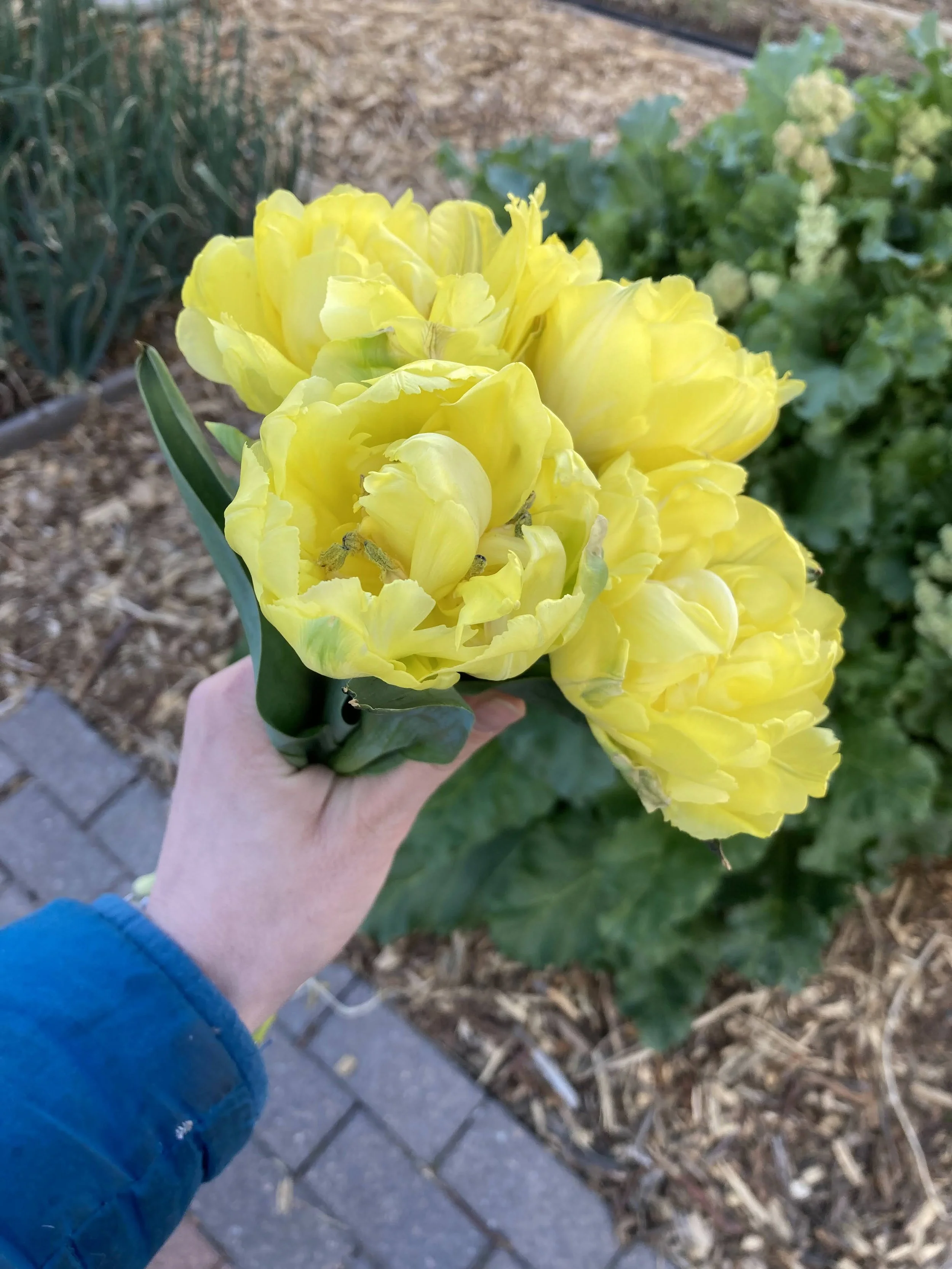Double yellow tulips.jpg