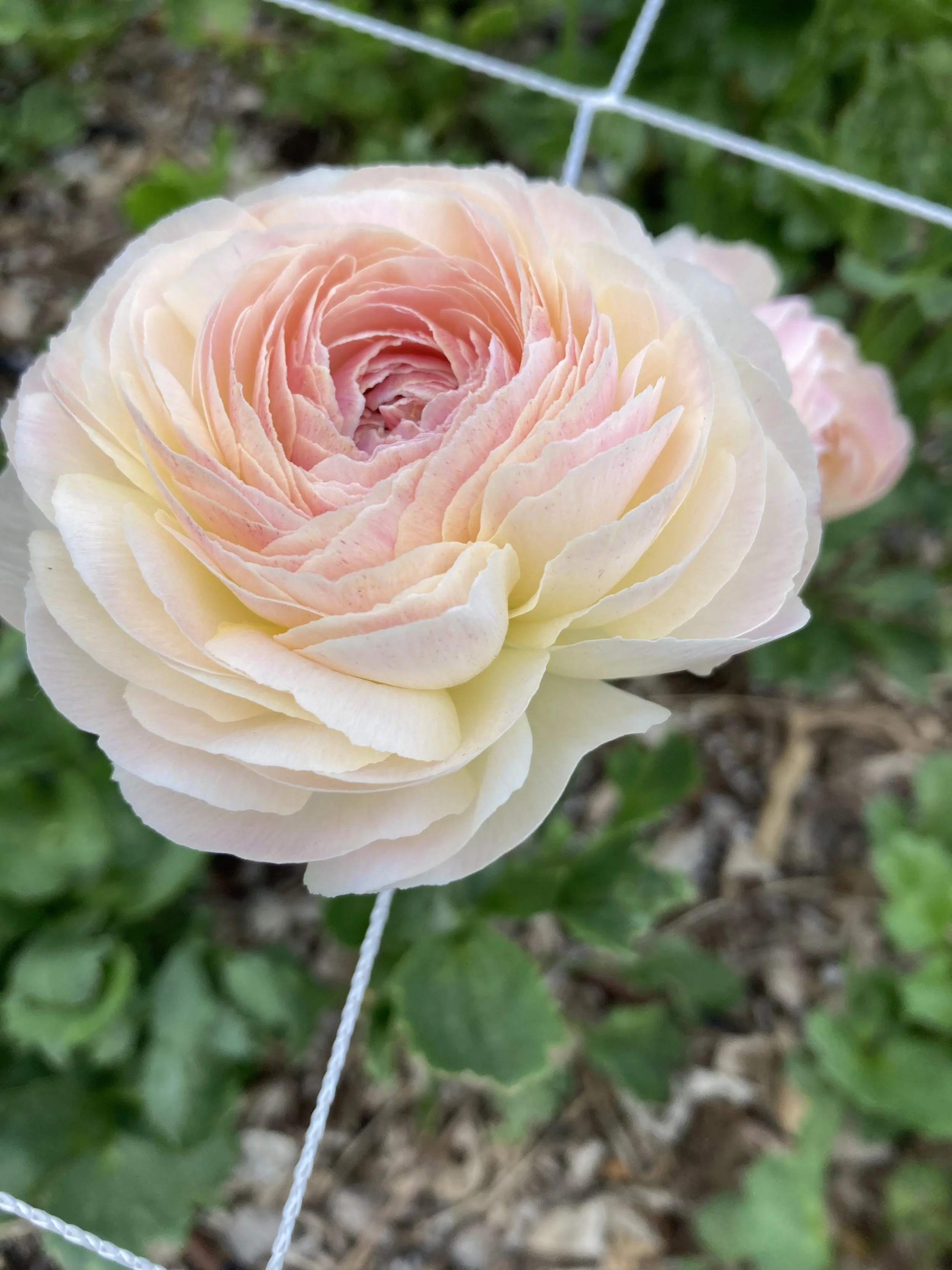 May and June: Ranunculus