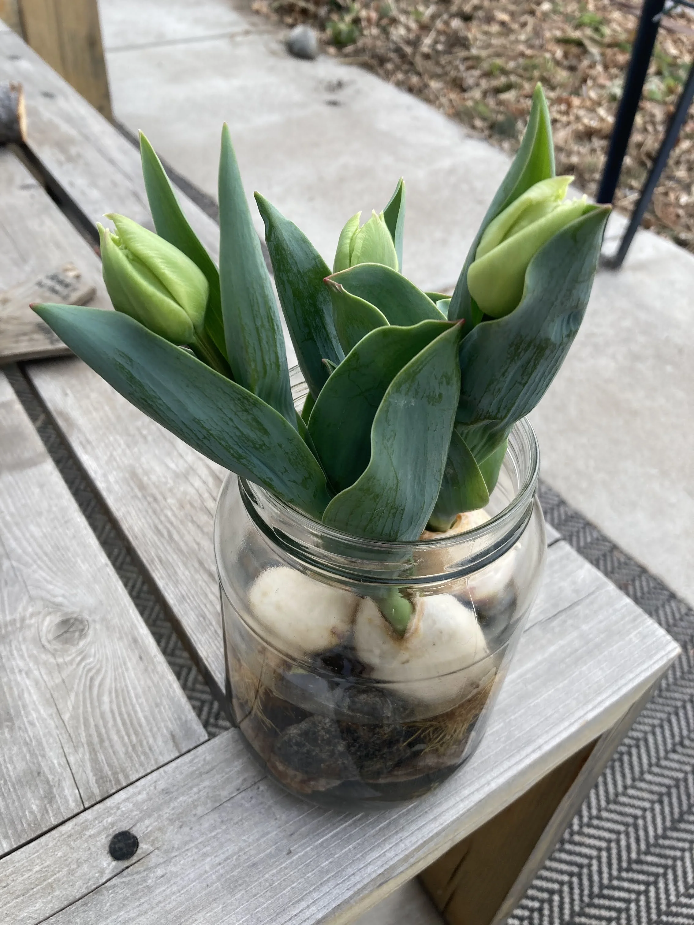 Bloom-your-own tulips