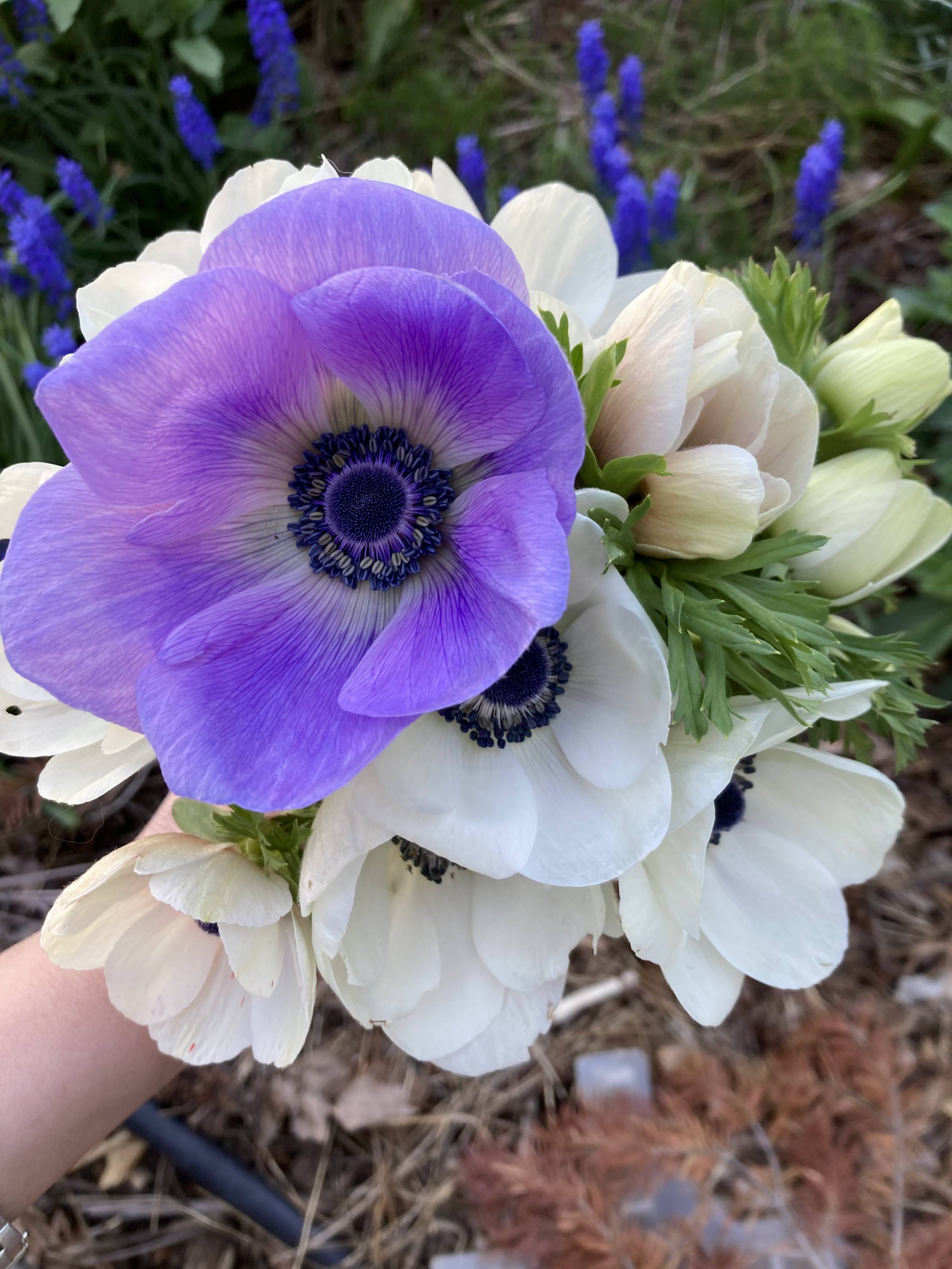 April and May: Anemones