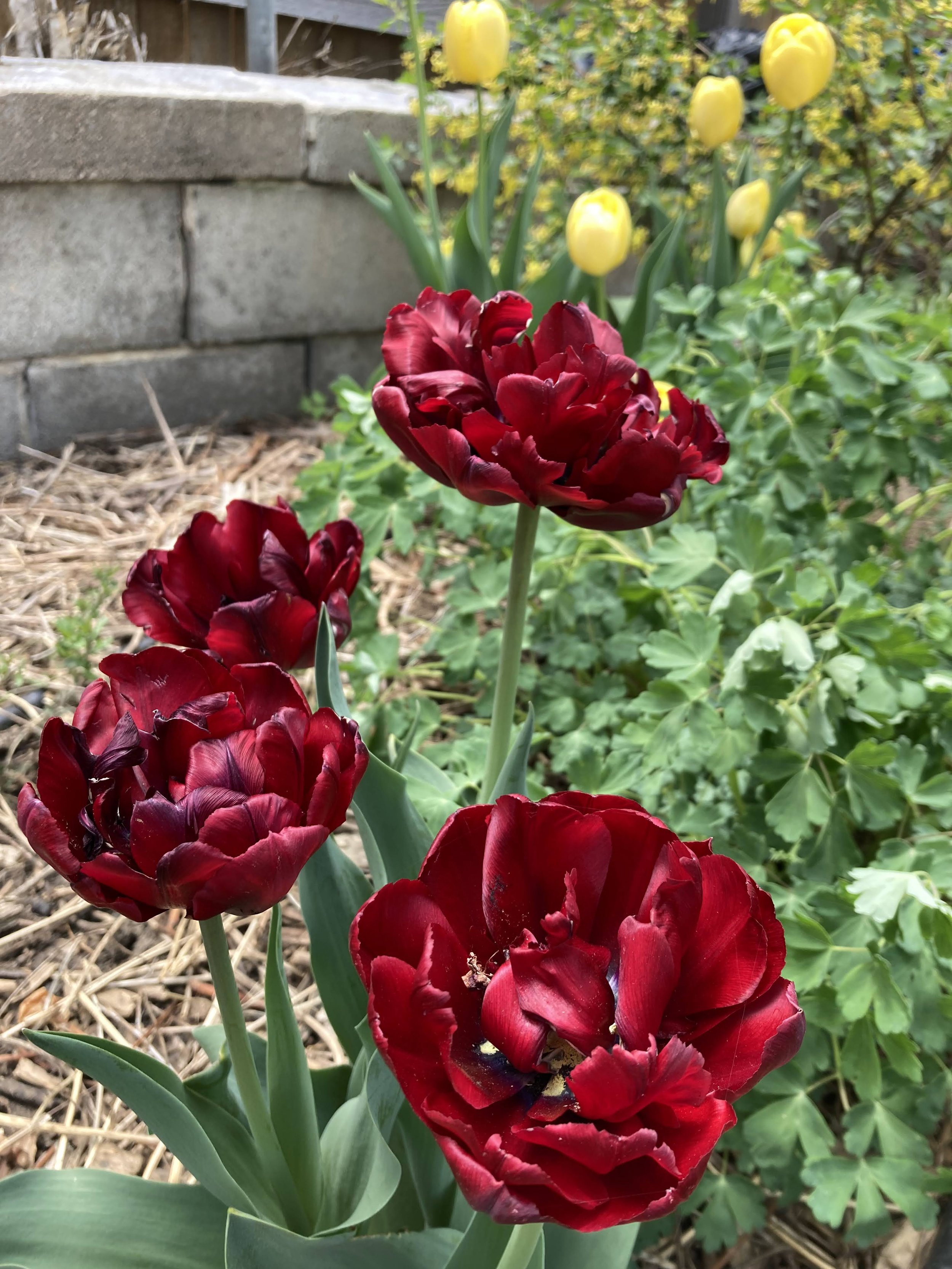 May: Tulips