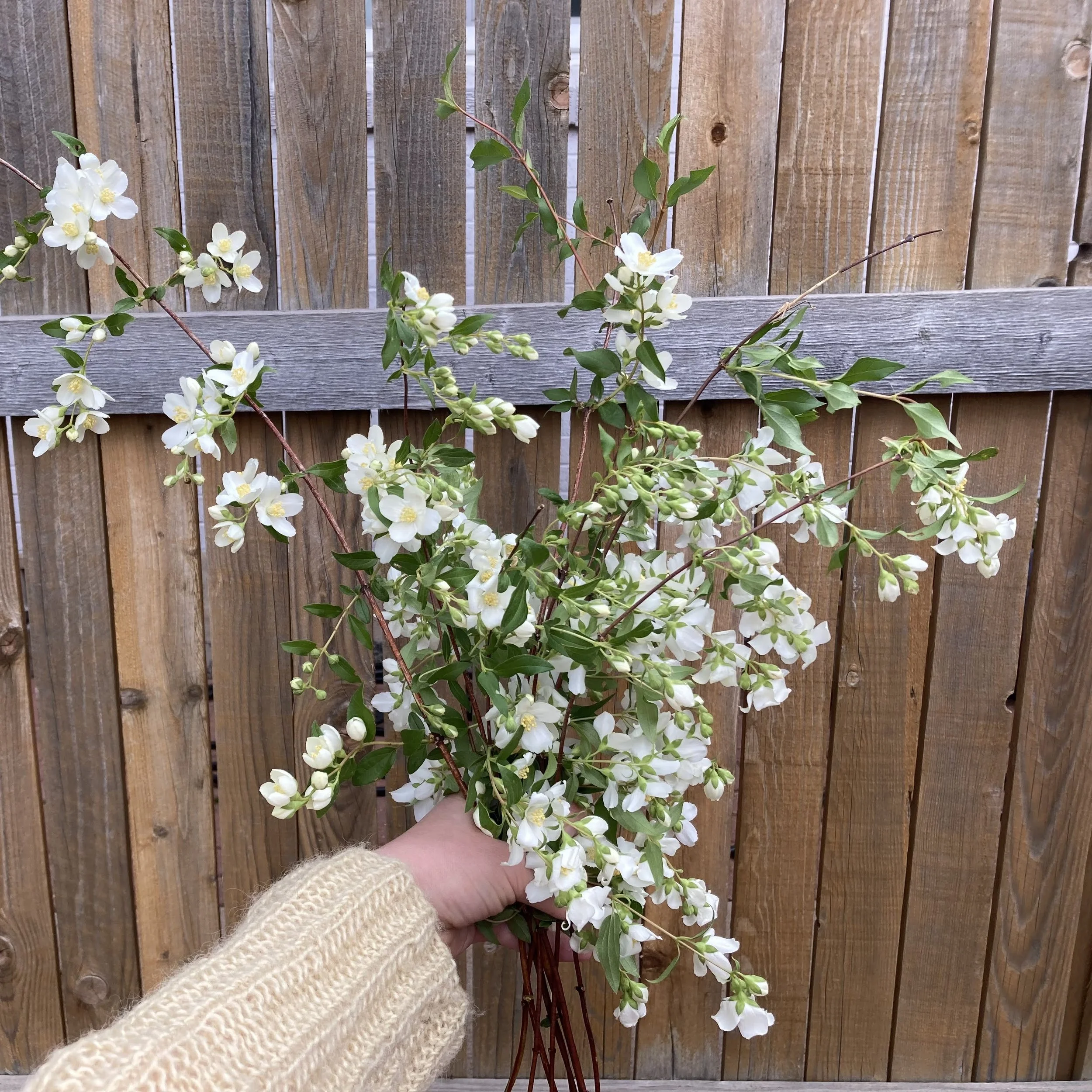 May: Philadelphus, mock orange