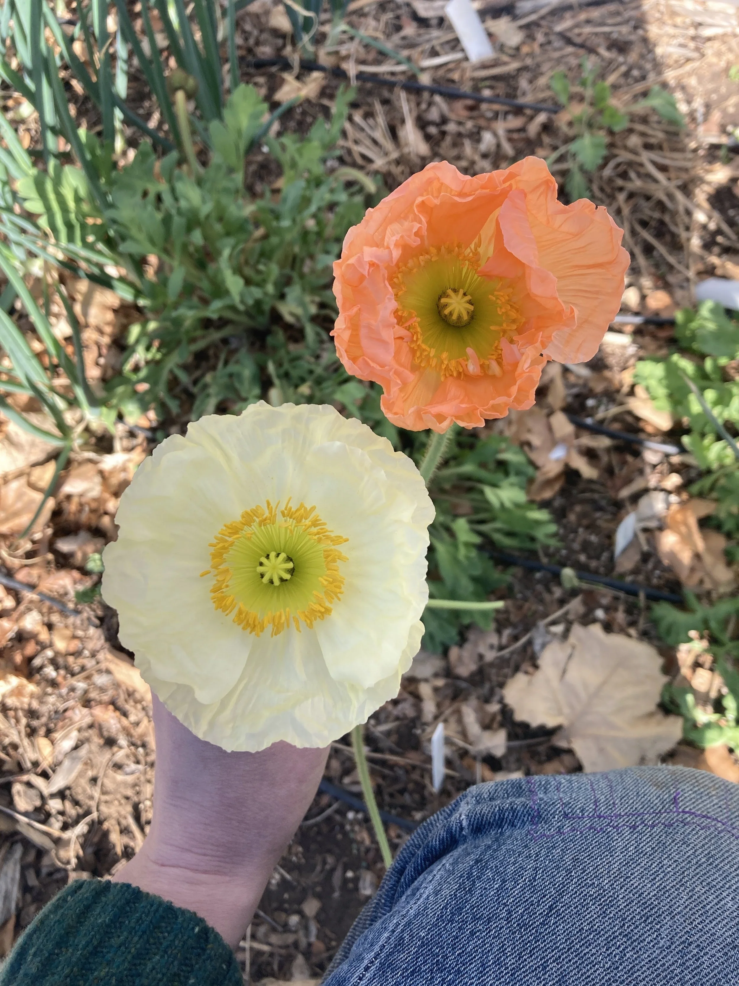 April and May: Icelandic poppies