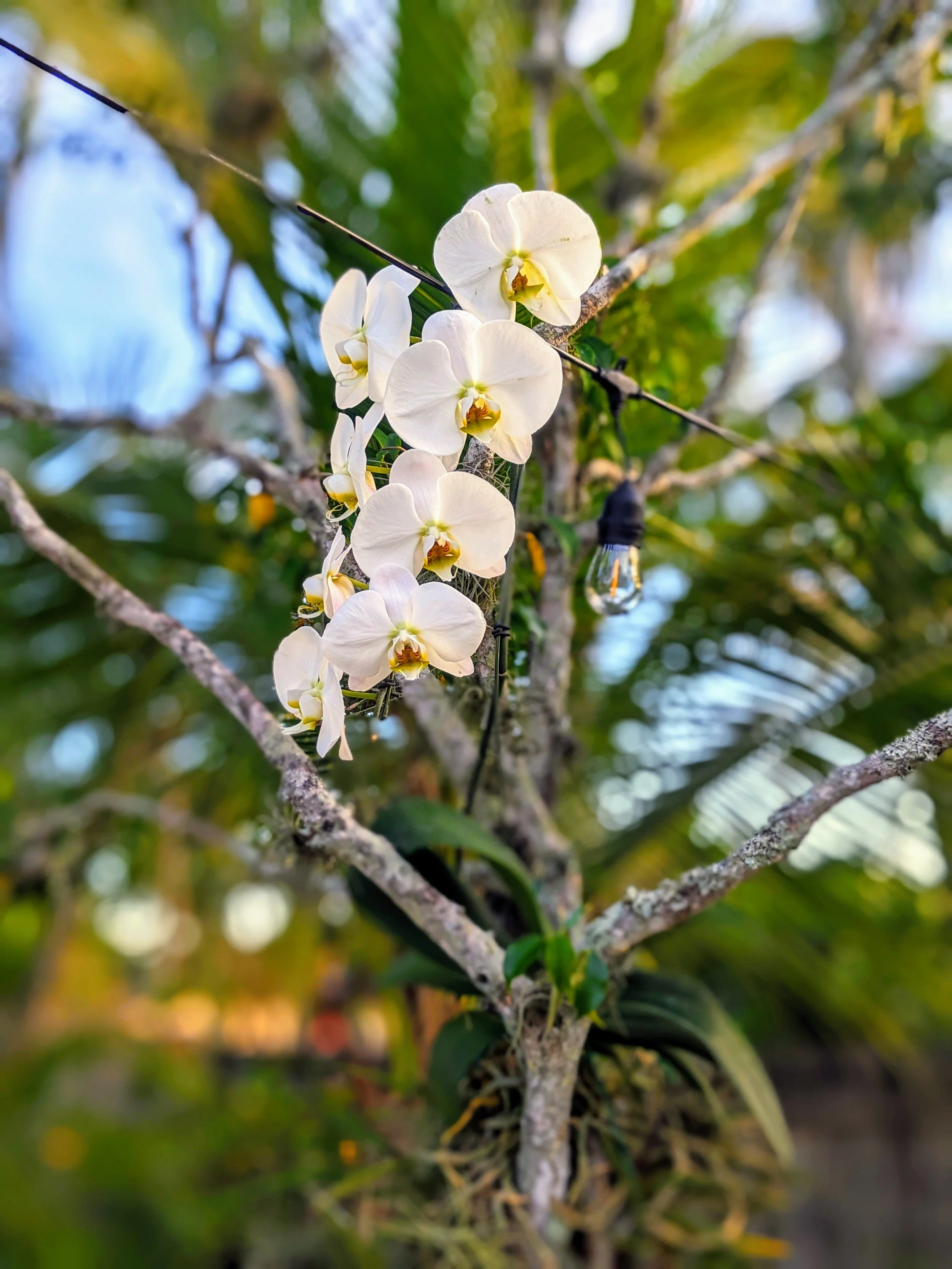 Tropical Oasis surrounding the backyard. 