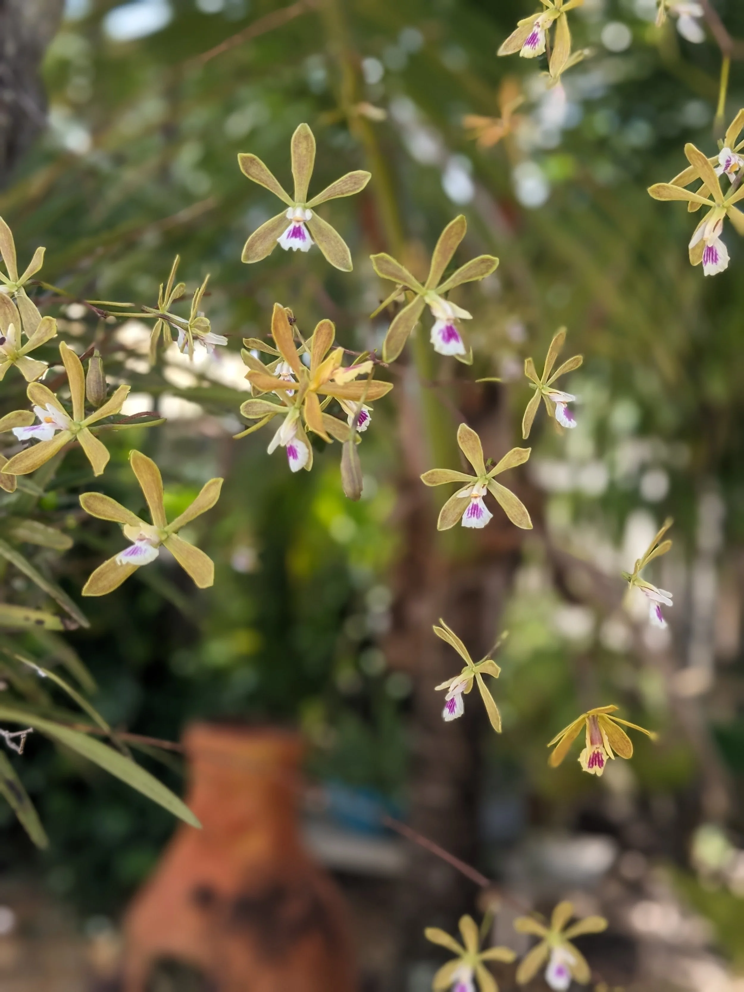 A variety of orchids are located all over the backyard.