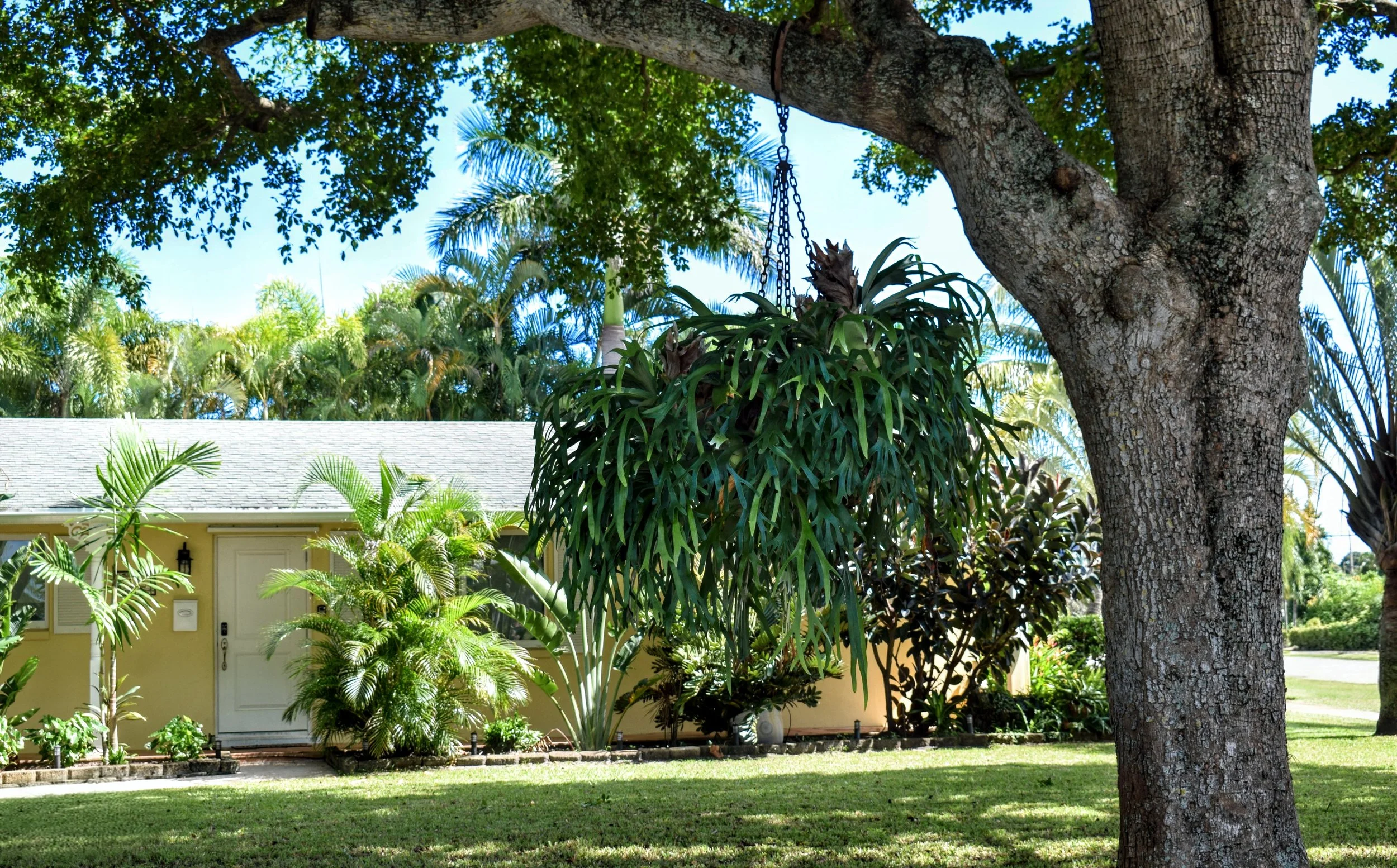 Large Staghorns hang off the Shady Lady Trees that welcome you into the driveway.