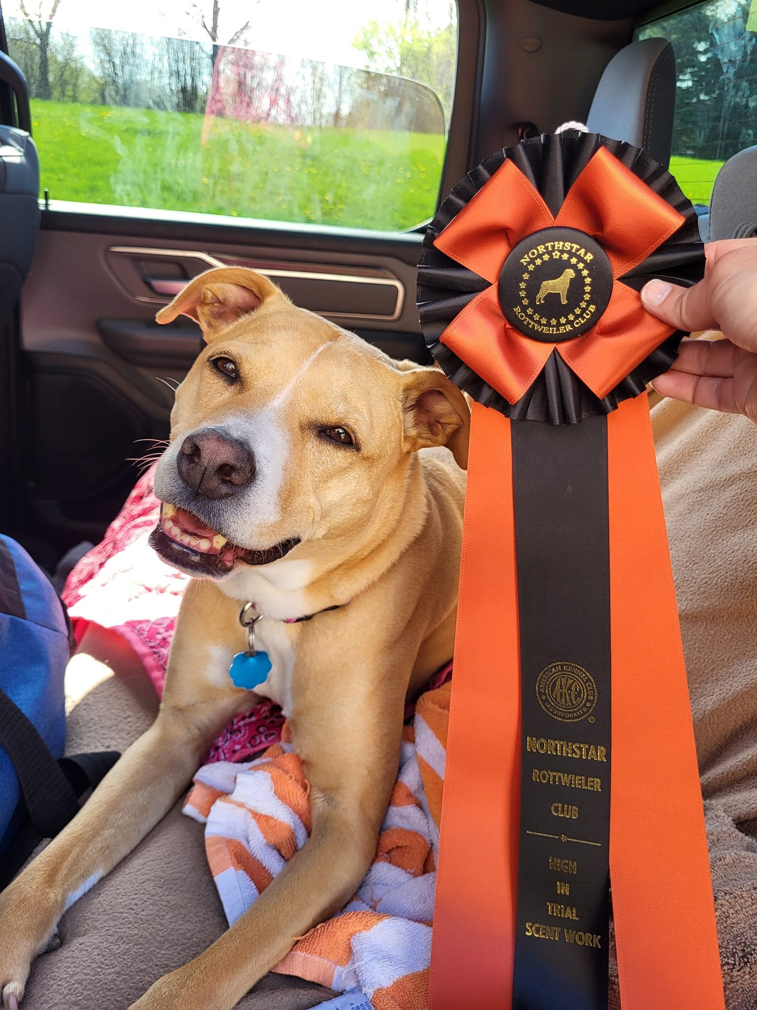 Smiling dog sitting inside a car, holding a Northstar Rottweiler Club ribbon with orange and black colors.