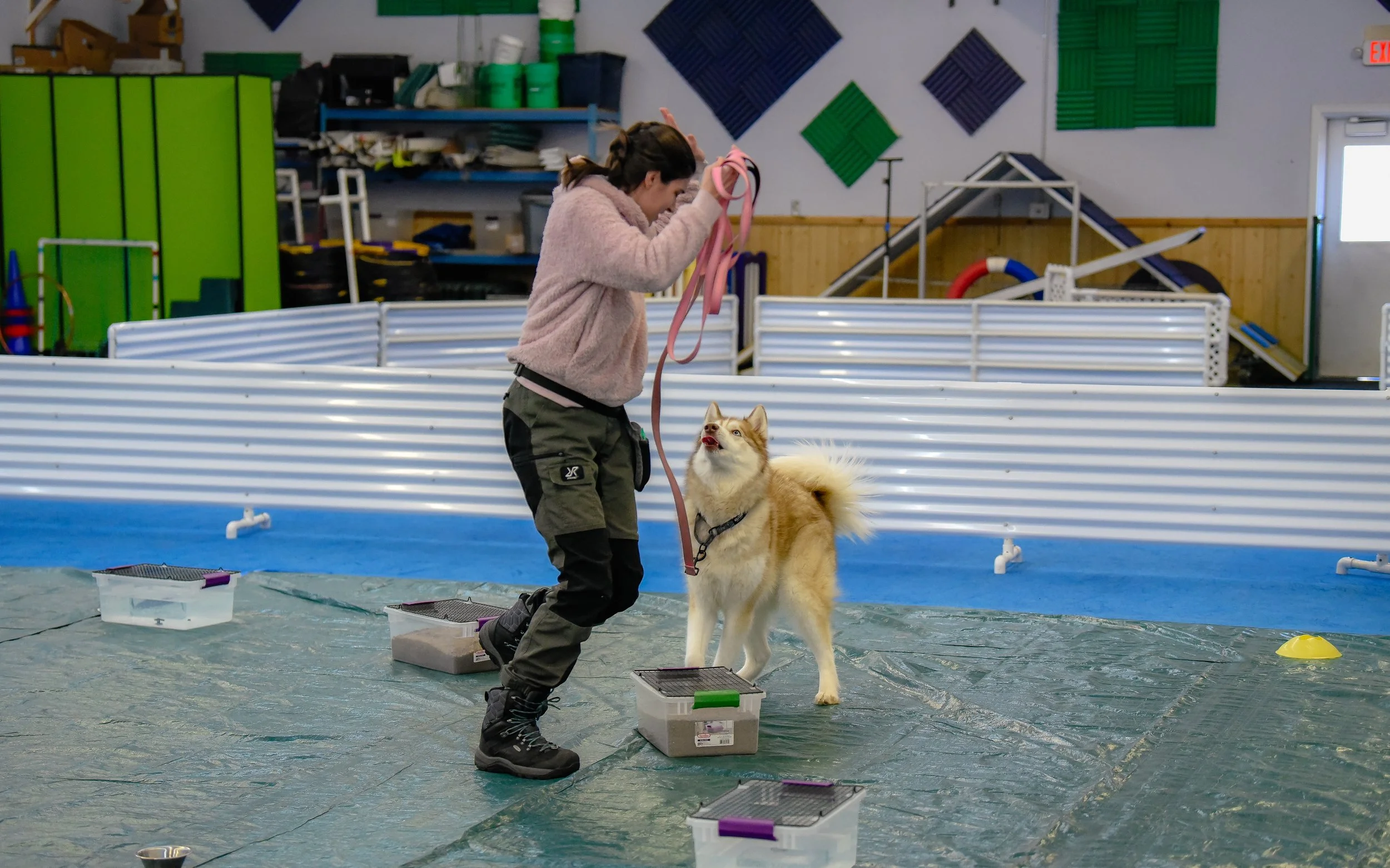 Celebrating with a dog, indoors in a ring, with boxes of sand and water, white fence boarder around area.