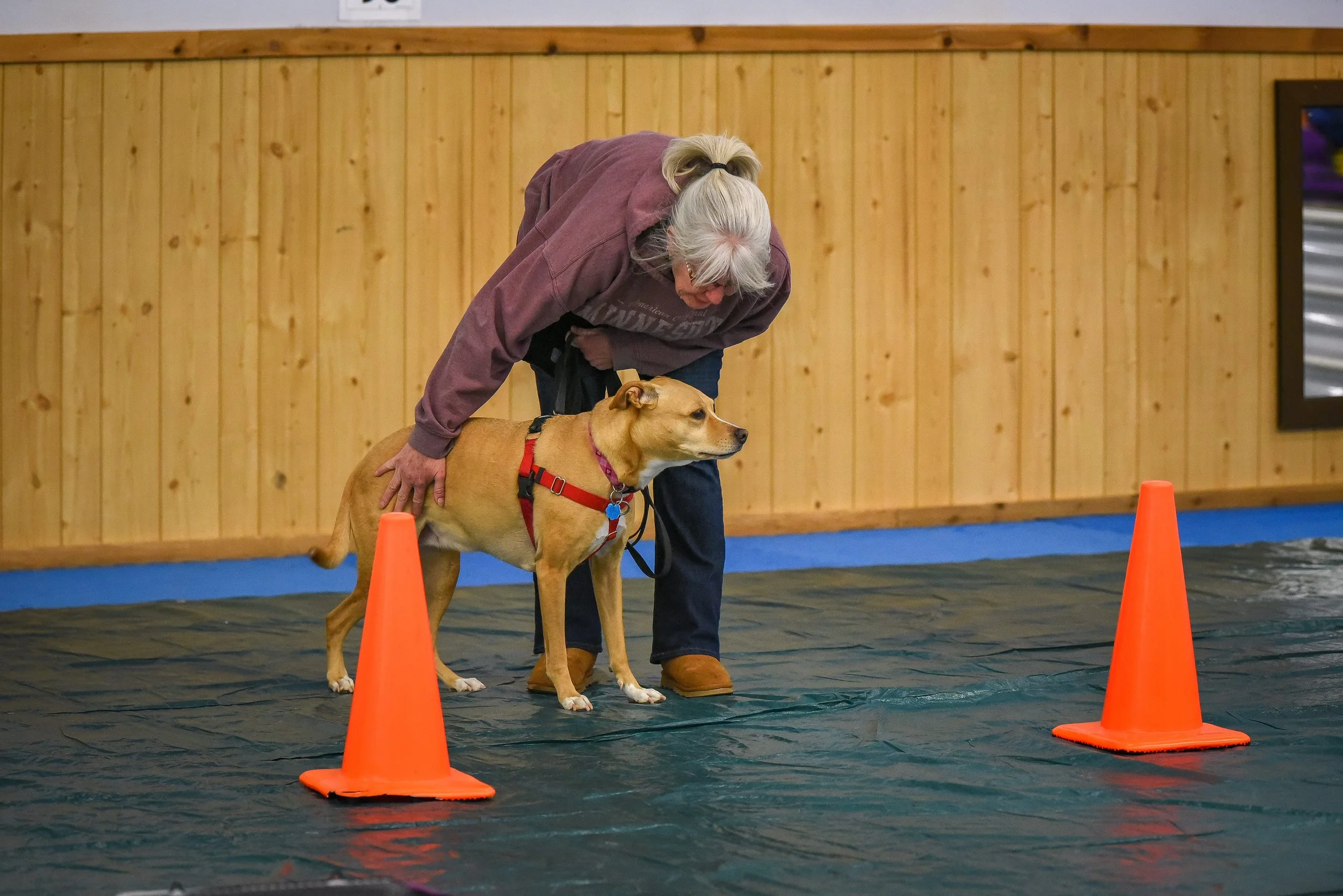 An woman in a maroon hoodie and jeans bends over, guiding a tan dog wearing a red harness stands at the start line marked by orange traffic cones, with a wooden wall in the background.