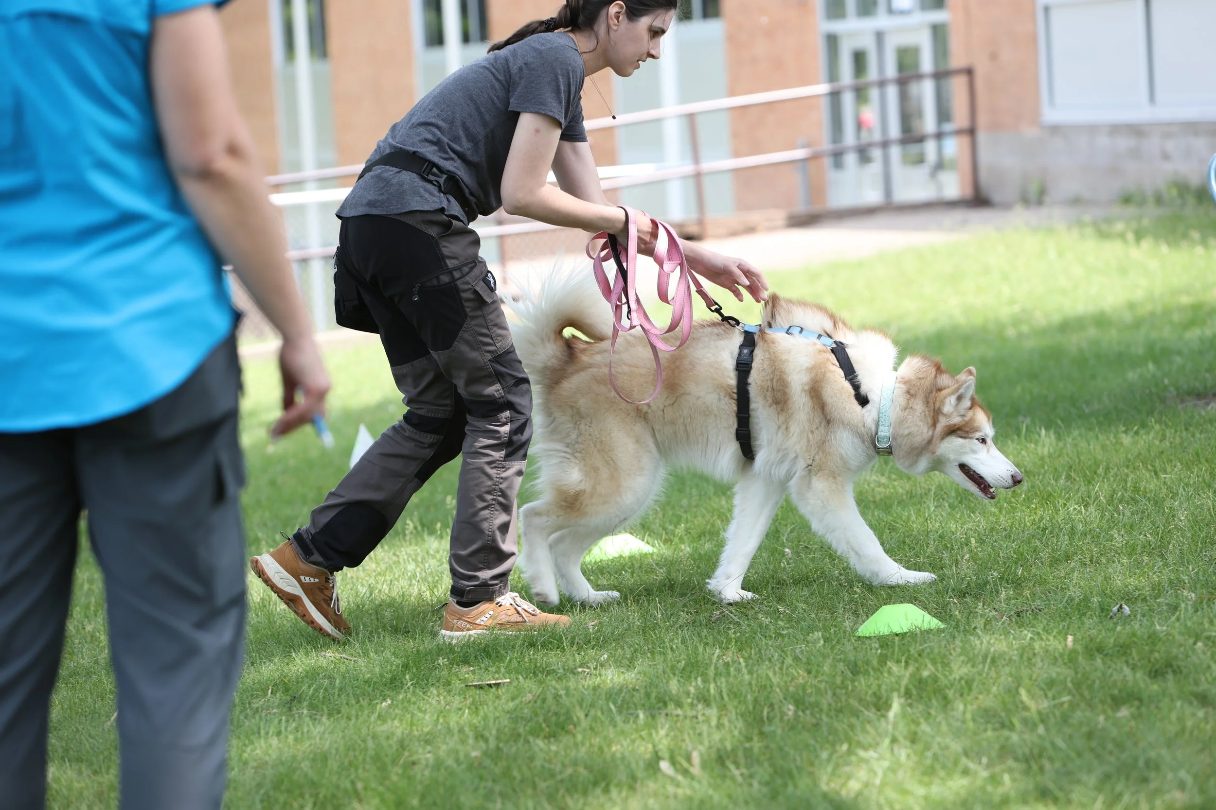 A woman starting an Exterior search outdoors with her Siberian Husky, with a judge, near a building with grass and a metal fence in the background.