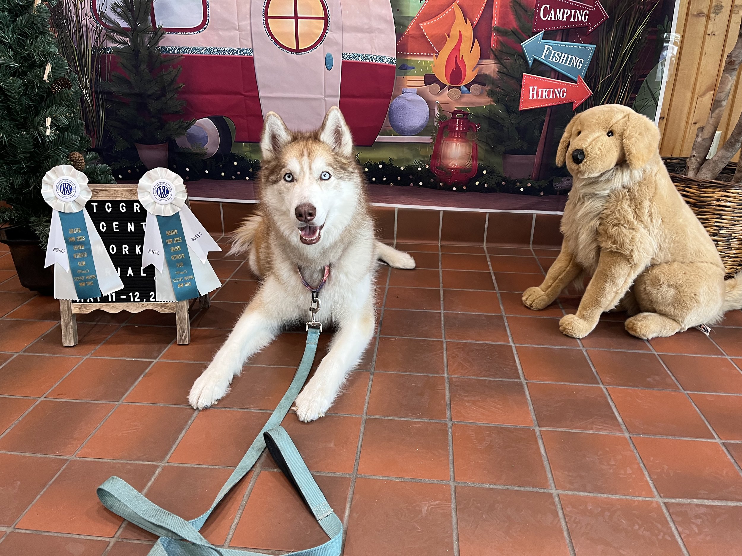 A husky laying on a tiled floor, with a plush golden retriever behind it, and a decorated backdrop with camping, fishing, and hiking signs, along with ribbons and awards.