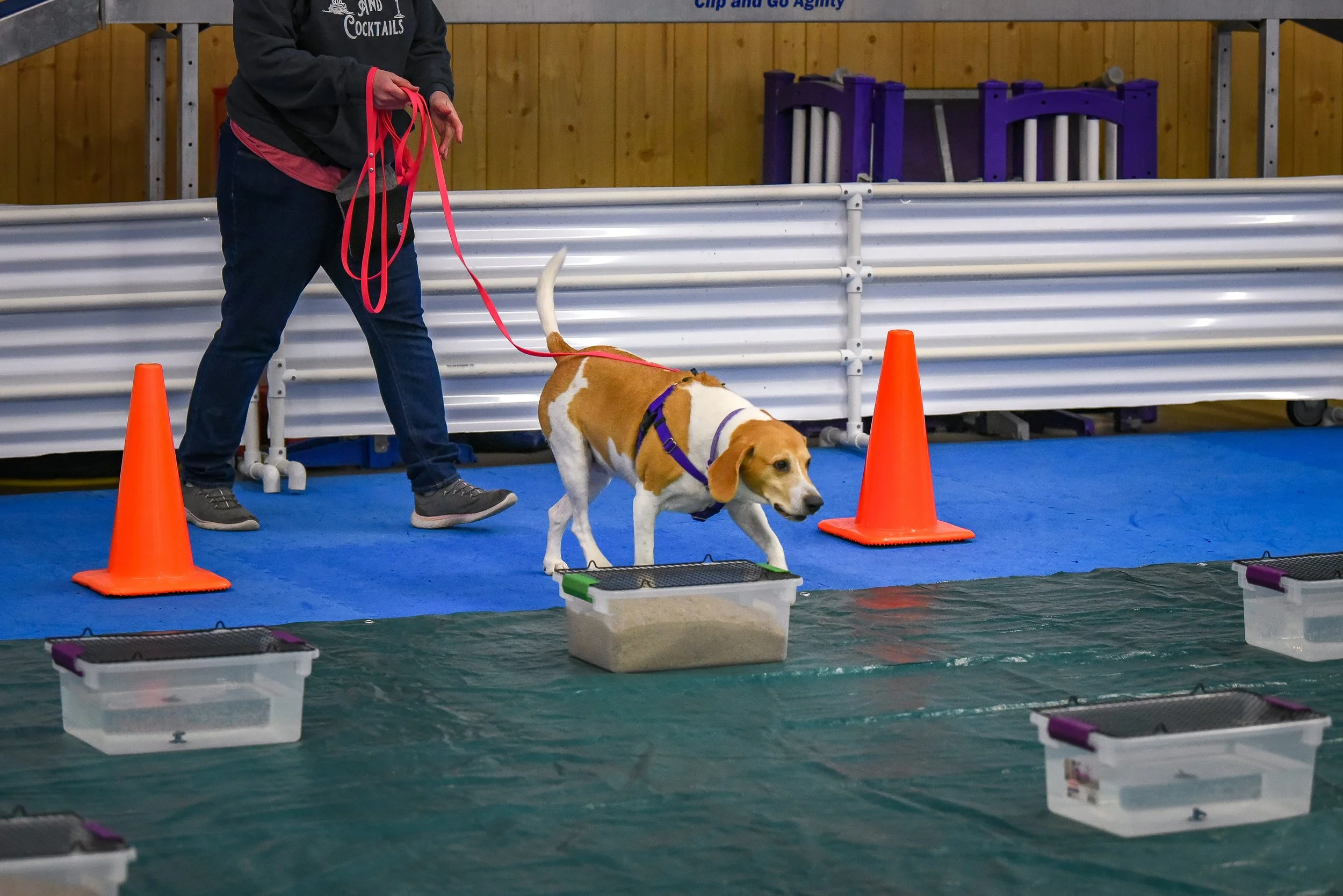 Dog in a harness participating in an scentwork Buried search, guided by a person holding its leash, with orange cones and plastic containers filled with water around.