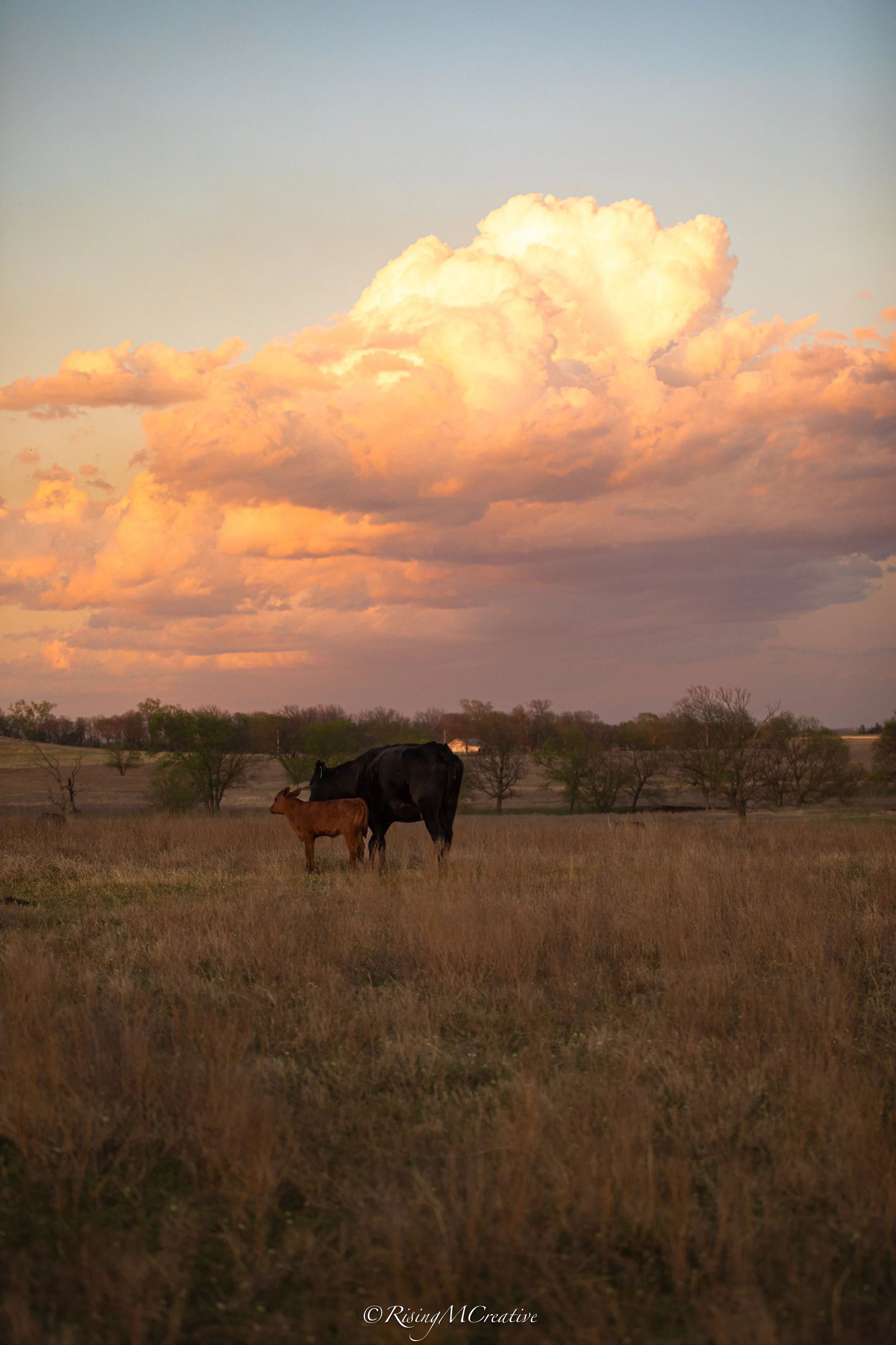 A large cloud formation illuminated by sunlight over a rural field with some trees and two cows grazing.