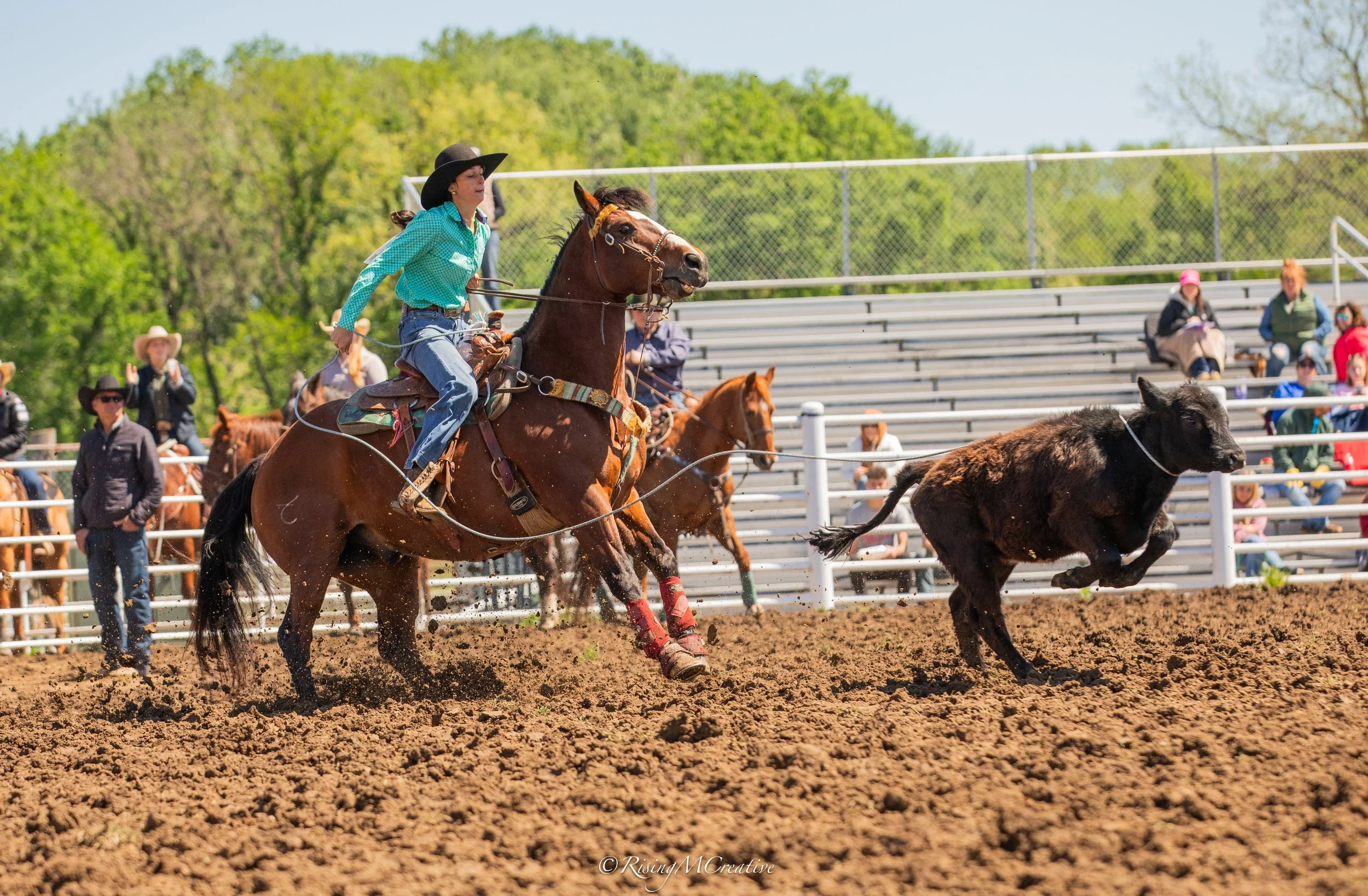 A woman wearing a black hat and turquoise plaid shirt rides a bucking horse in a rodeo arena, while a black calf runs nearby. Spectators sit on bleachers and stand along the fence in the background under a clear, sunny sky, with green trees beyond.