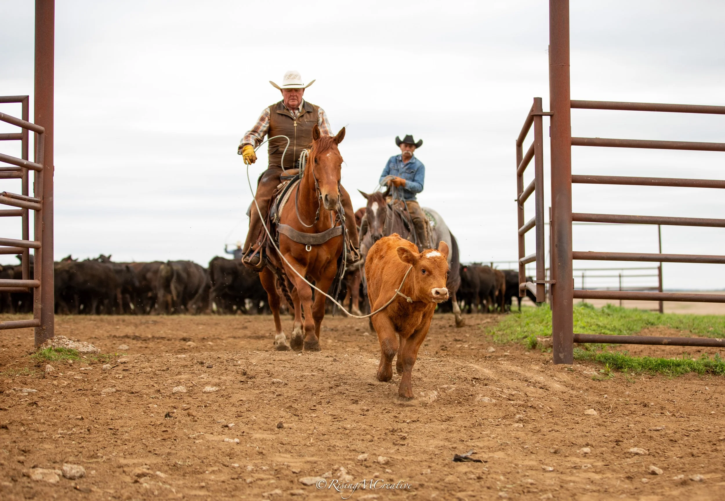 _PJJ5026.jpg