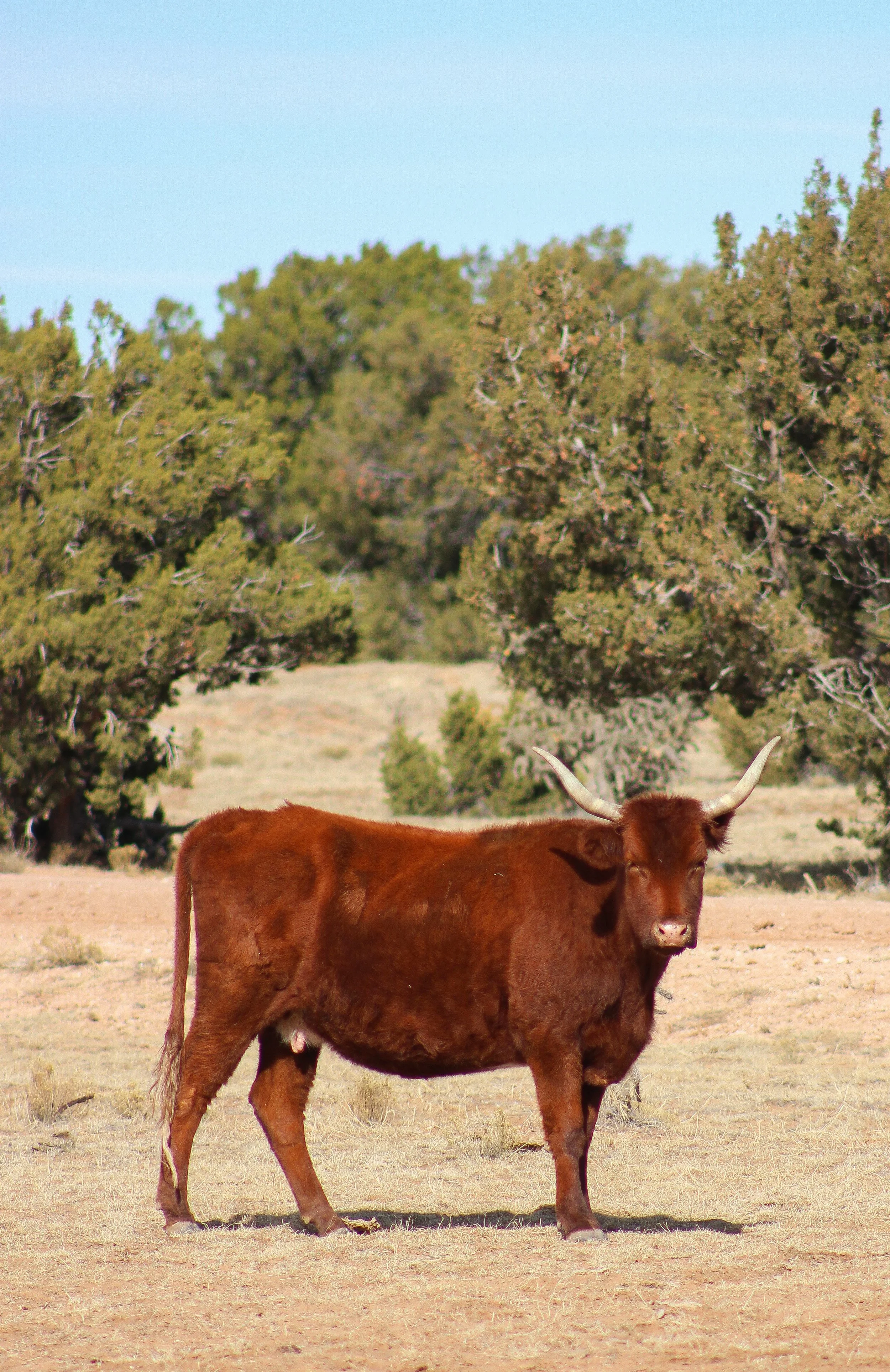 A brown cow standing on dry grass in a semi-arid landscape with green trees and a clear blue sky in the background.