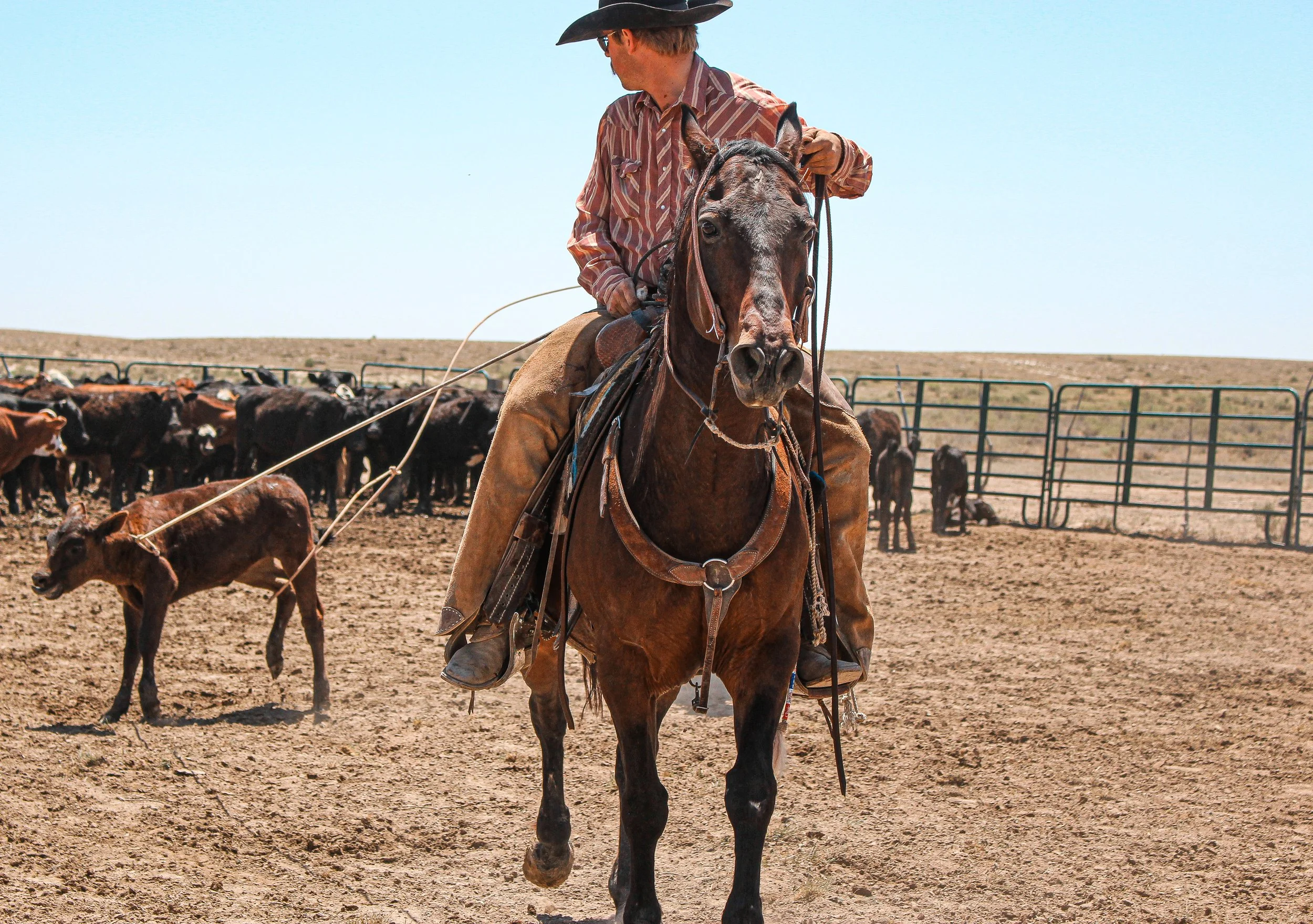 A cowboy riding a brown horse in a cattle pen with calves and cattle in the background.