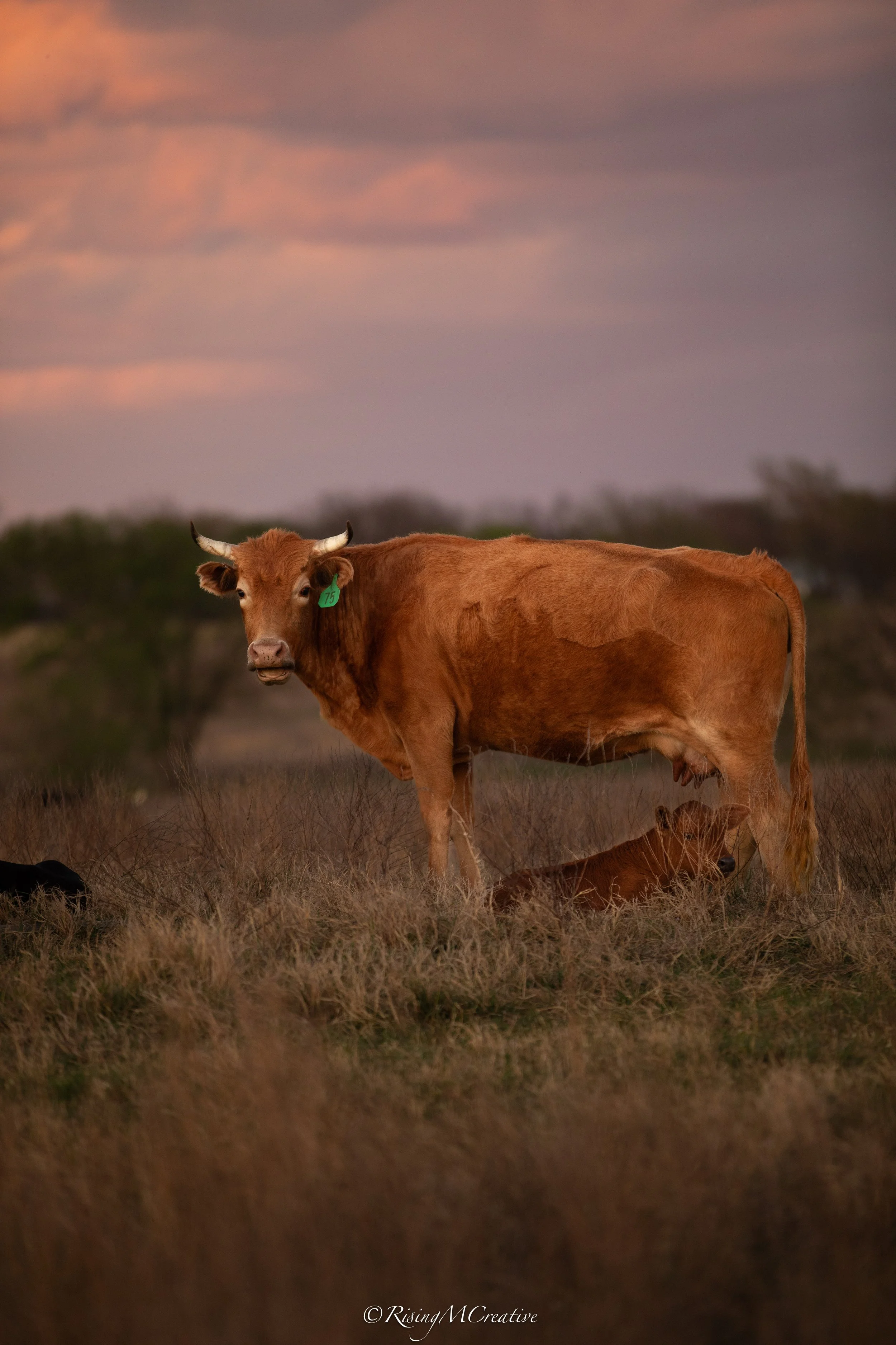 A brown cow with a green ear tag standing in a grassy field during sunset or sunrise, with a cloudy sky in the background.