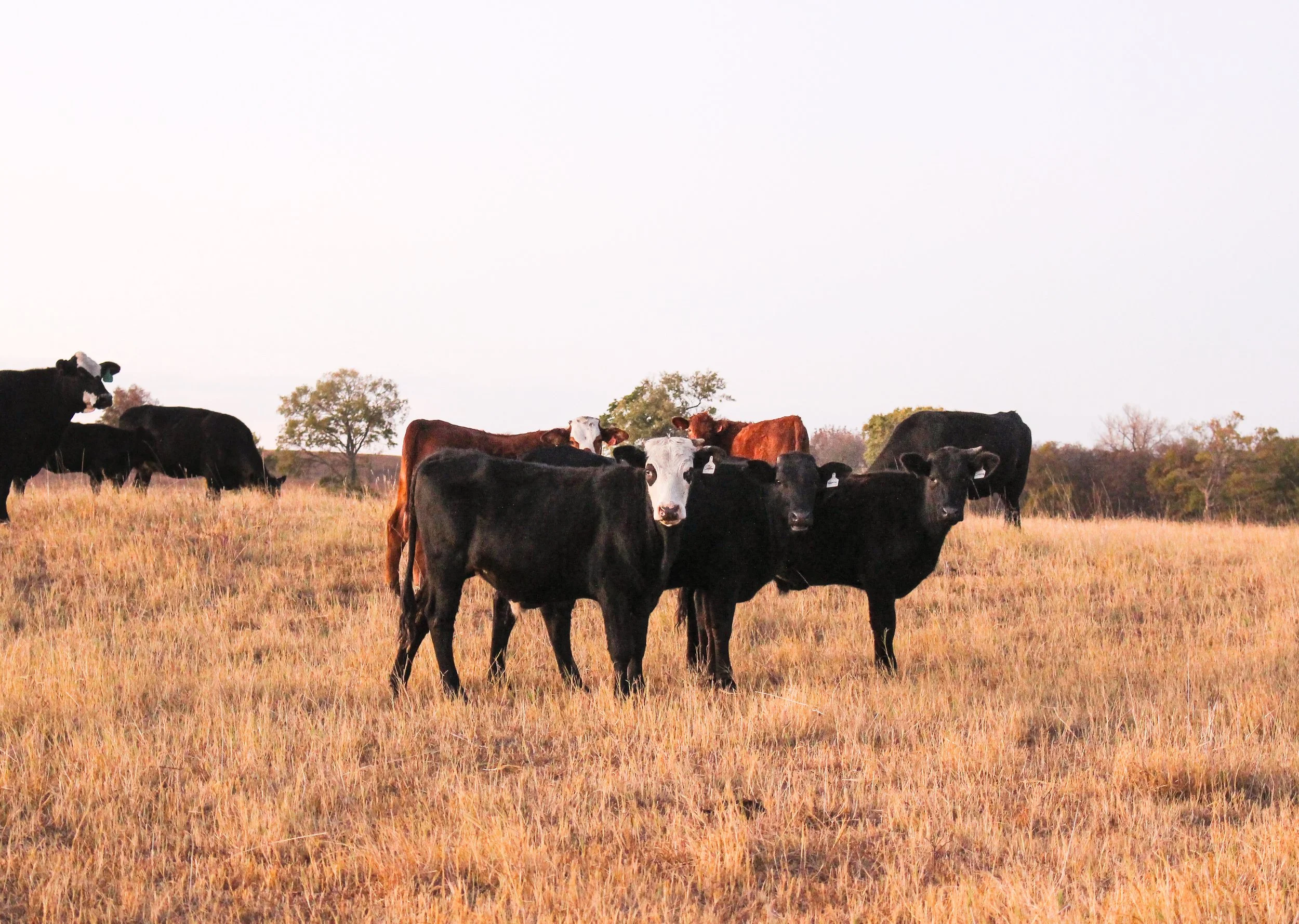 Group of black and brown cows standing in a grassy field with trees in the background.