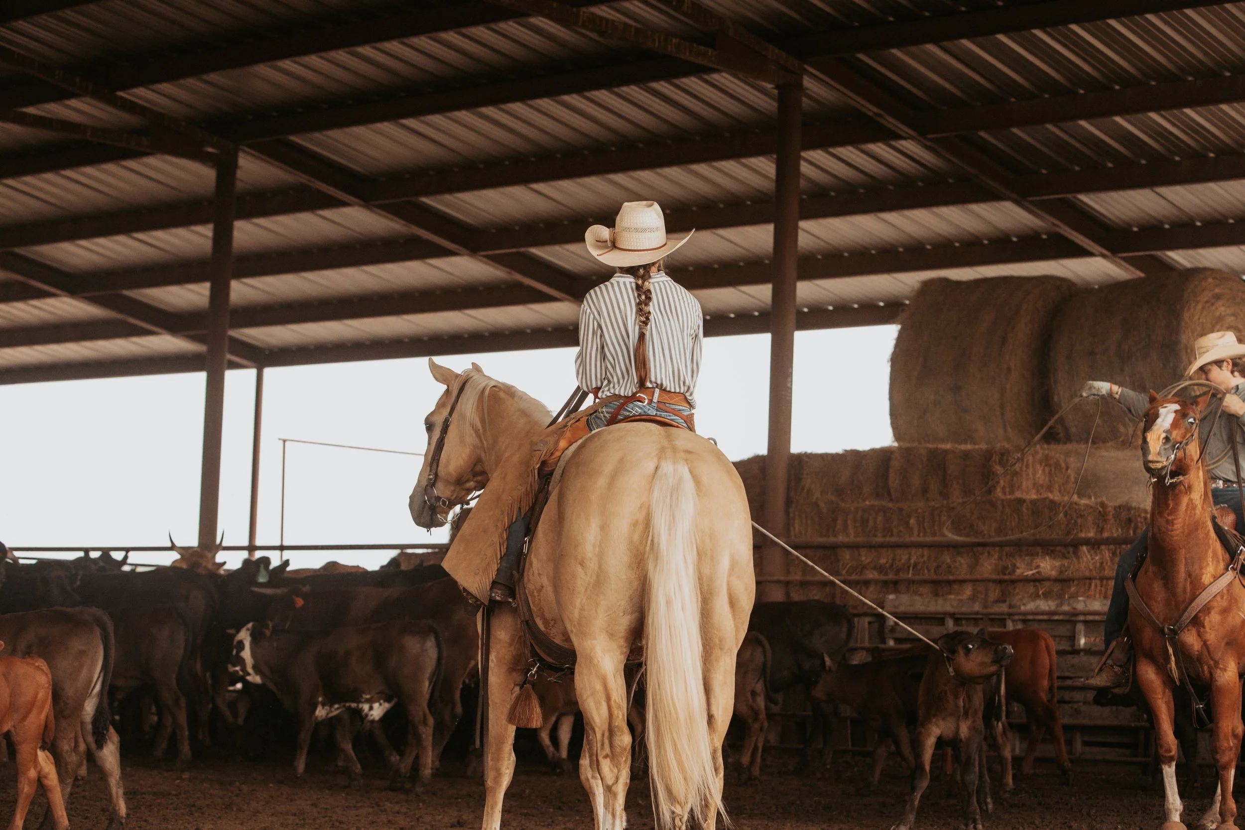 Performance Horse Training