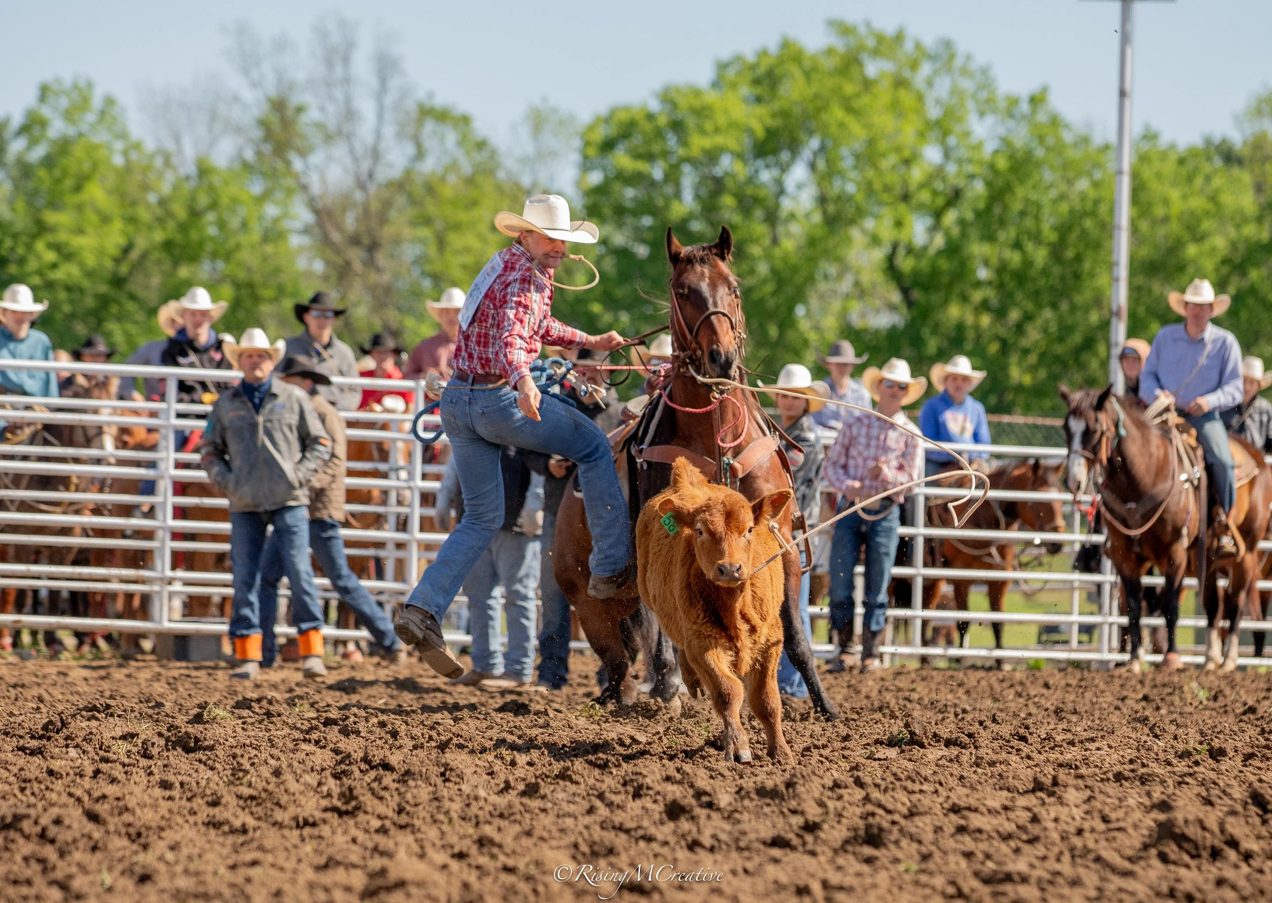 A rodeo event with a cowboy riding a young bull or calf in an arena, surrounded by spectators wearing cowboy hats, with trees in the background.