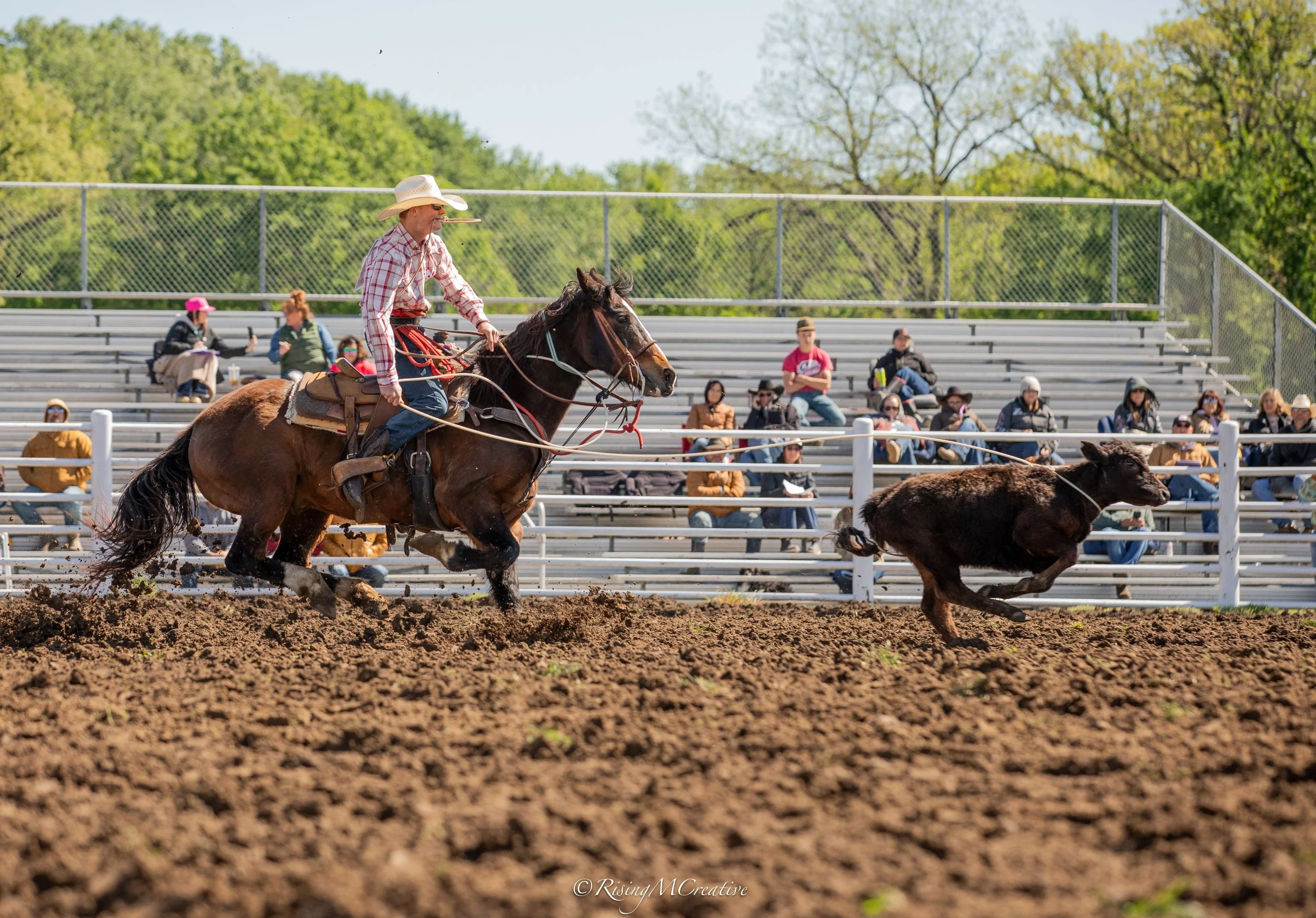 A rodeo scene with a cowboy on horseback chasing cattle on a dirt arena, with spectators sitting on bleachers in the background.