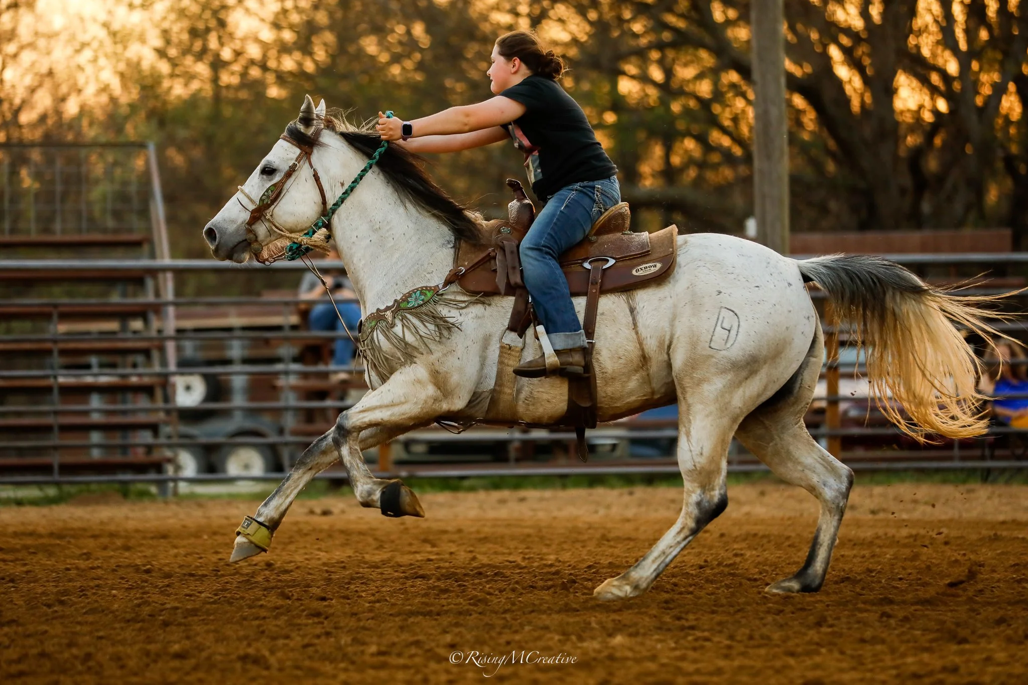 A person riding a white horse in an outdoor arena during sunset or golden hour, with trees in the background.