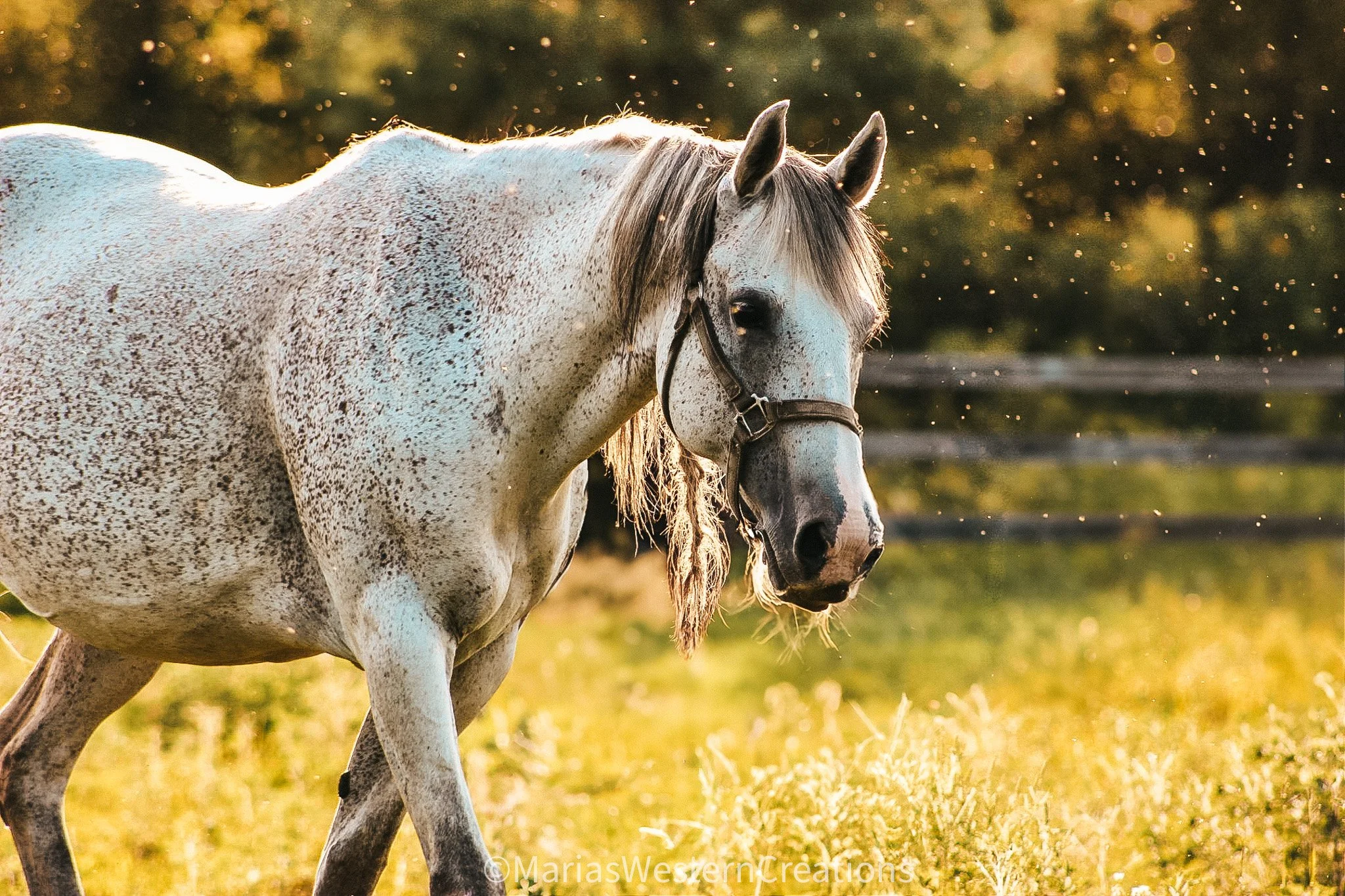 A white and gray speckled horse running through a grassy field during sunset.