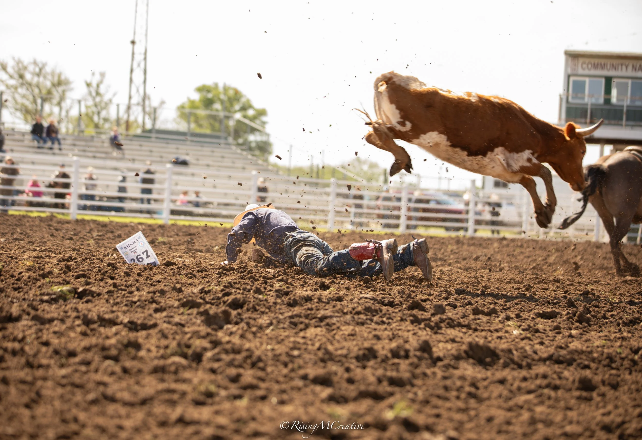 A rodeo scene with a bull in mid-air after its rider has fallen to the ground, dirt flying, spectators in the background, and a fallen rider on the dirt ground.