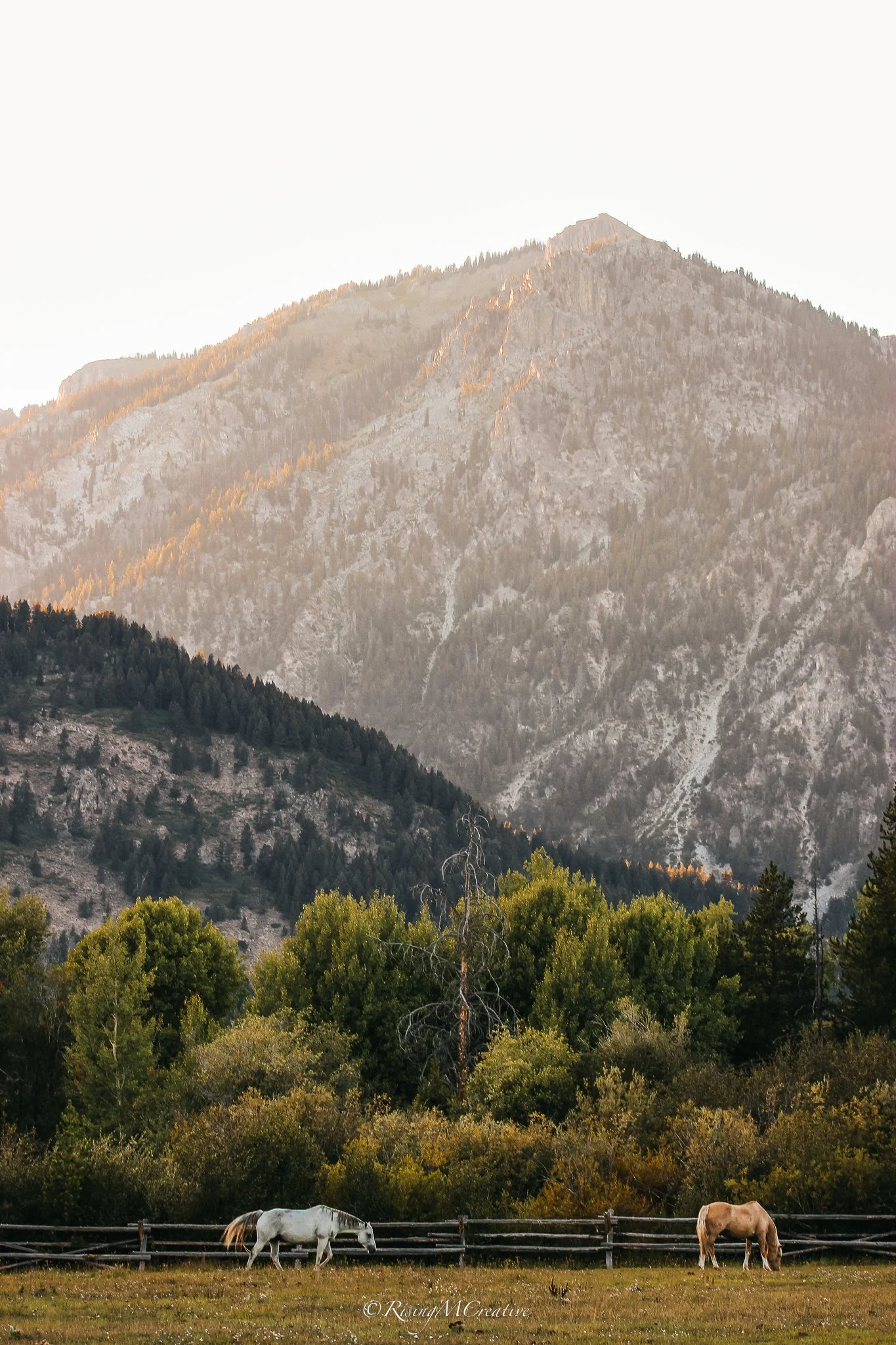 Two horses grazing in a grassy field with a mountain range in the background and trees in the foreground.