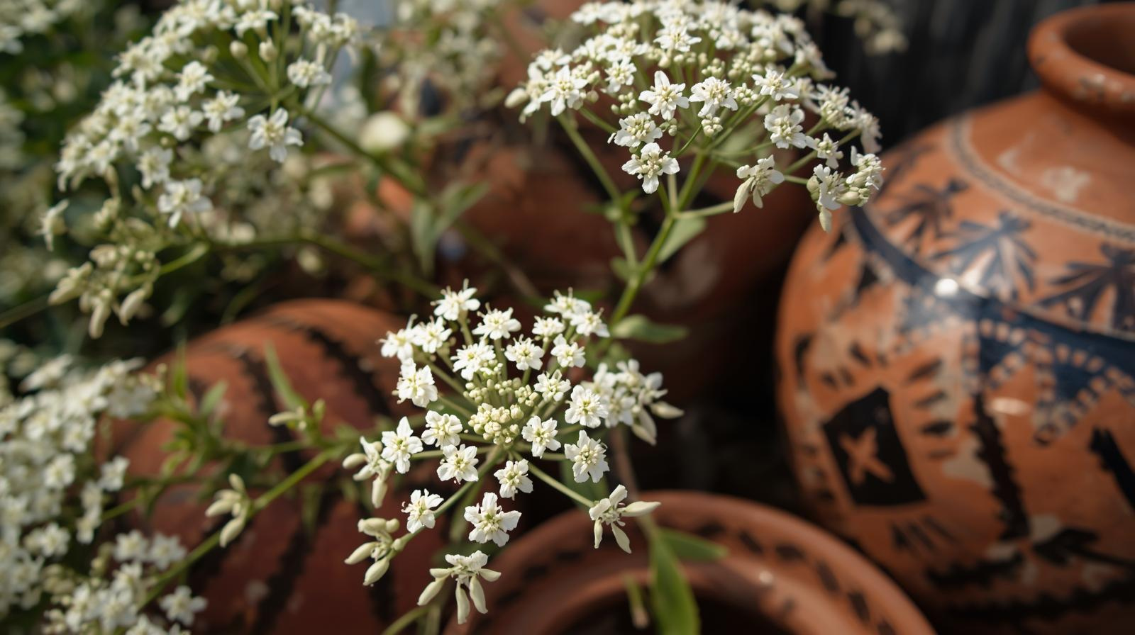 Close-up of white flowering plant with small blooms, with decorative terracotta vases in the background.