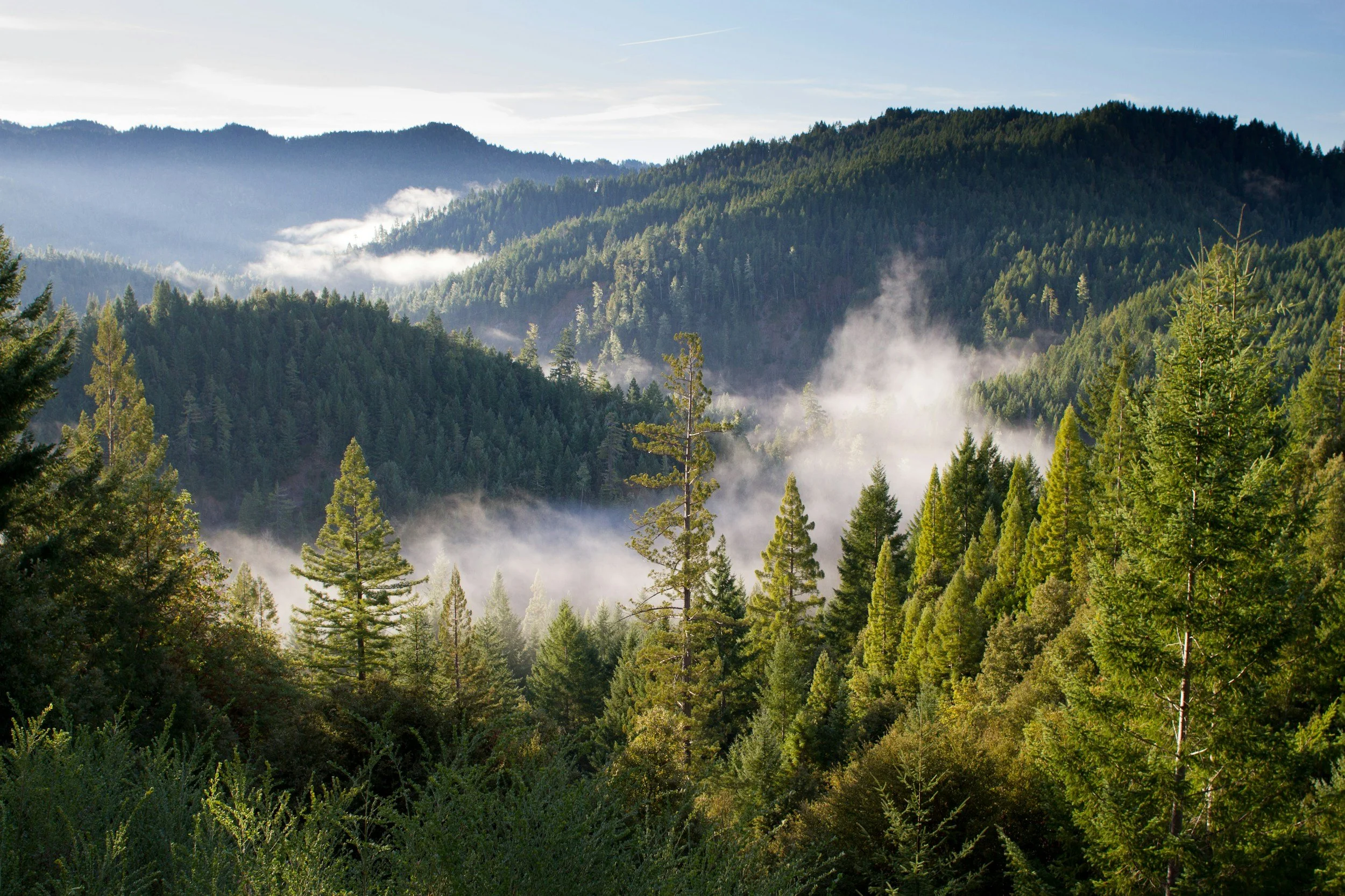 A dense forest of tall green pine trees in a mountainous landscape with mist and clouds in the background under a clear blue sky.