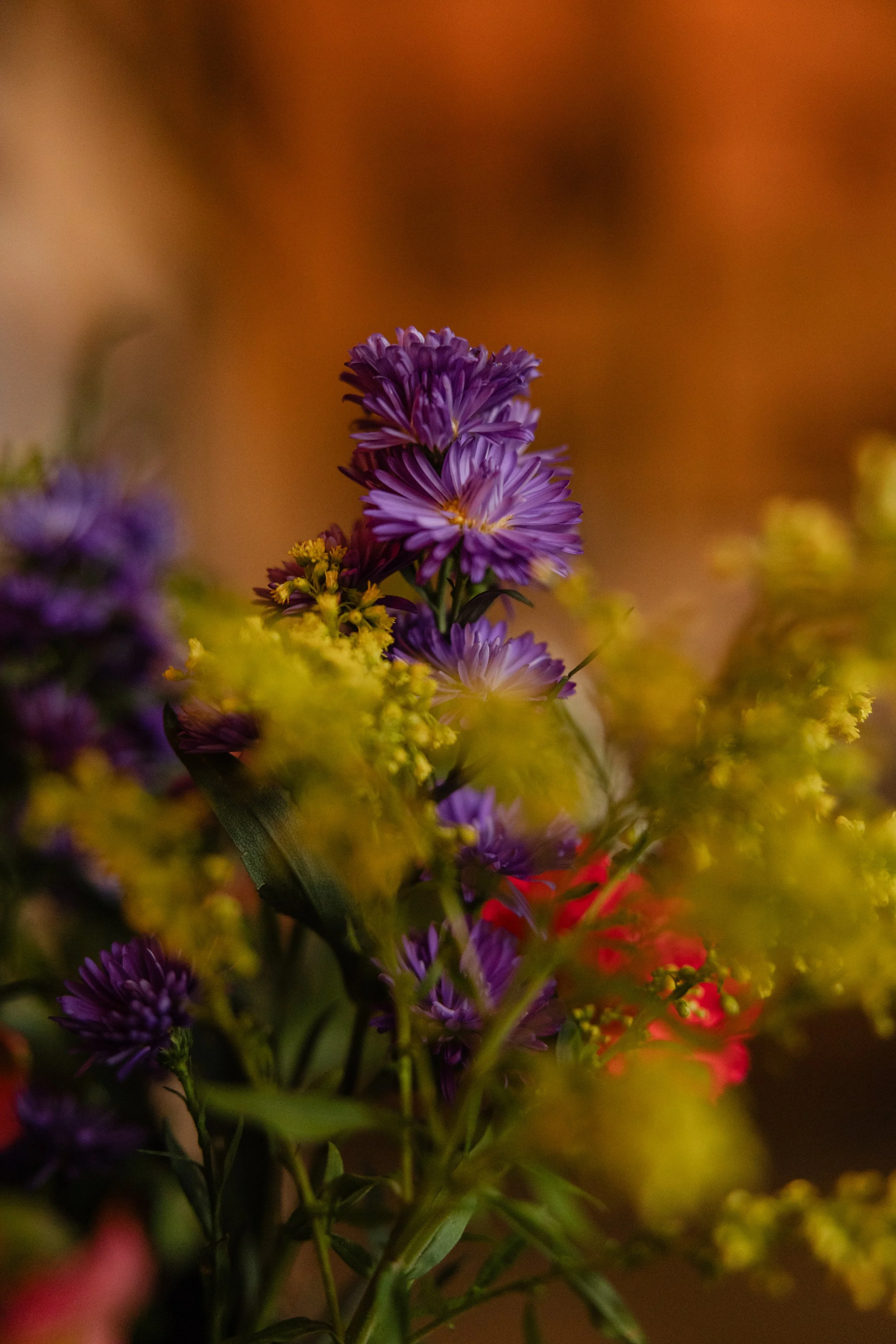 Close-up of purple flowers with yellow and red flowers in the background, shallow depth of field.