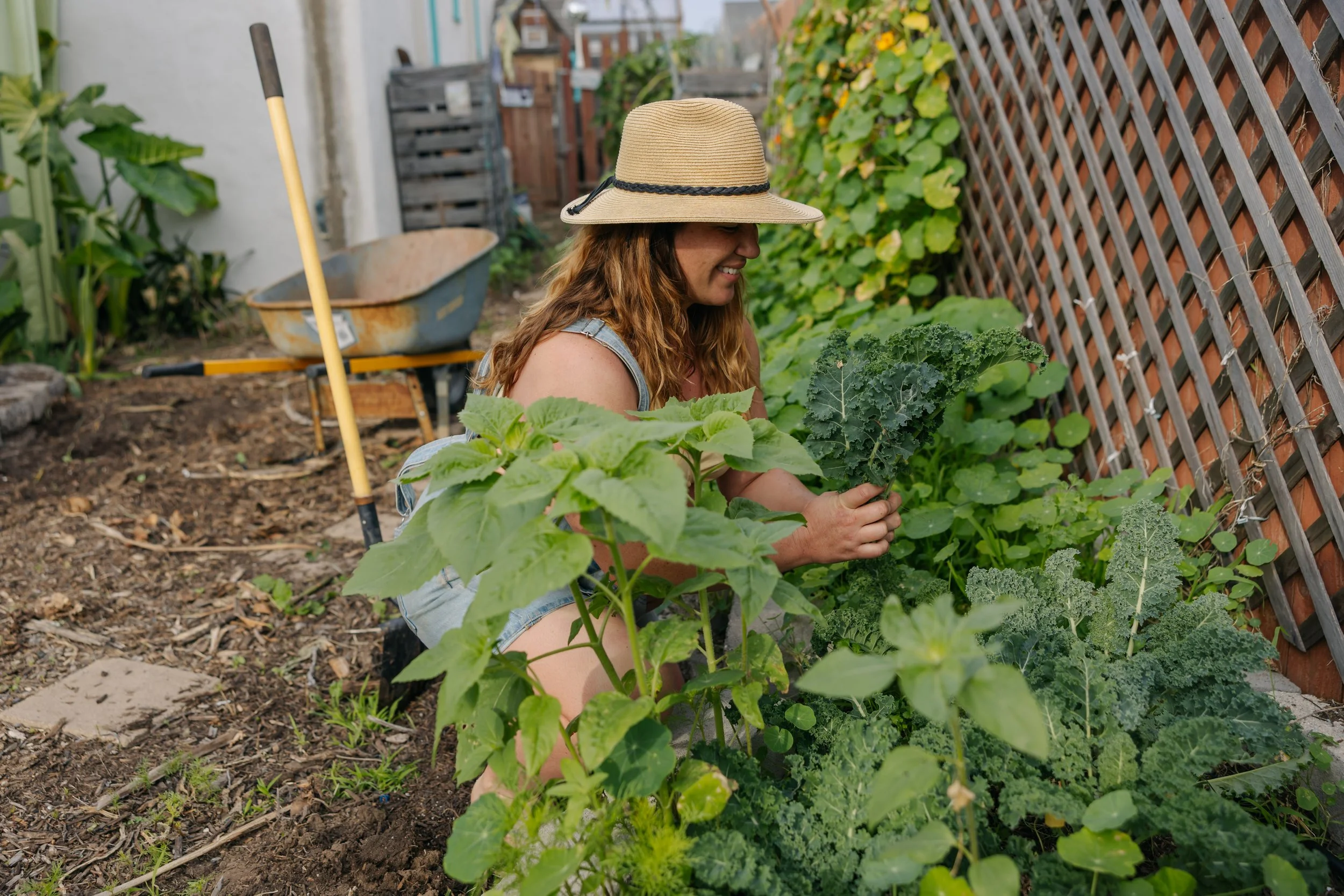 A woman wearing a wide-brimmed straw hat and denim overalls kneeling in a garden, harvesting leafy green vegetables near a wooden fence.