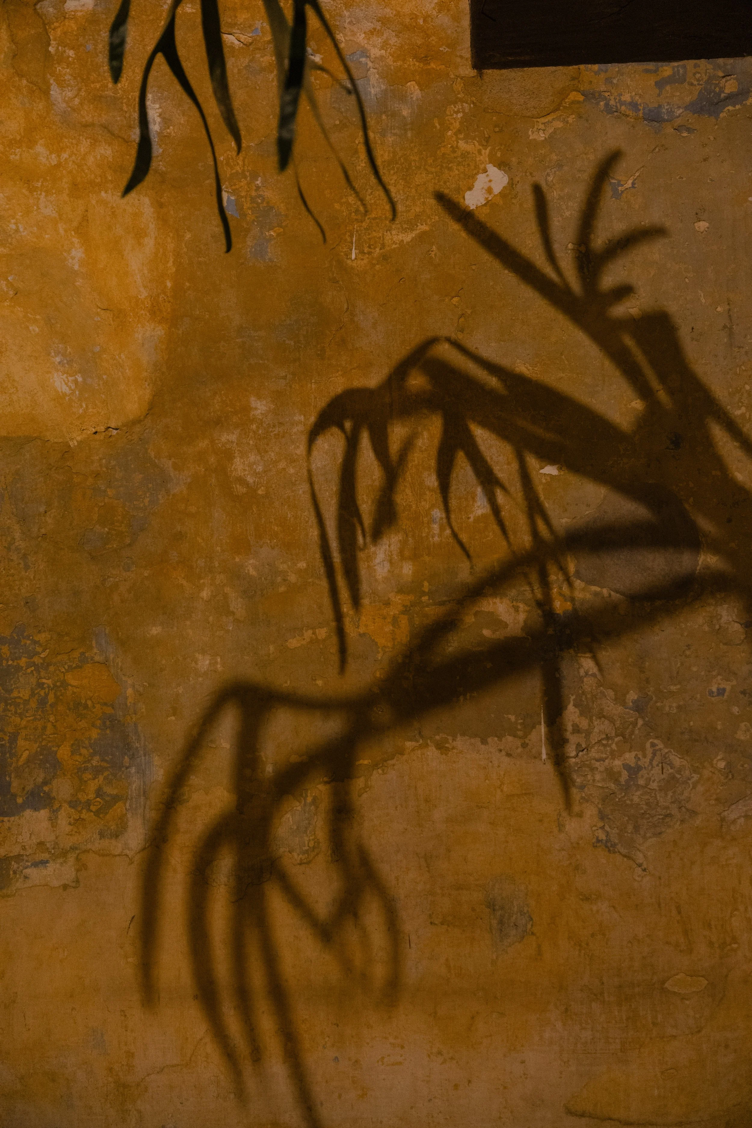 Shadows of leaves cast on a textured, brown wall.