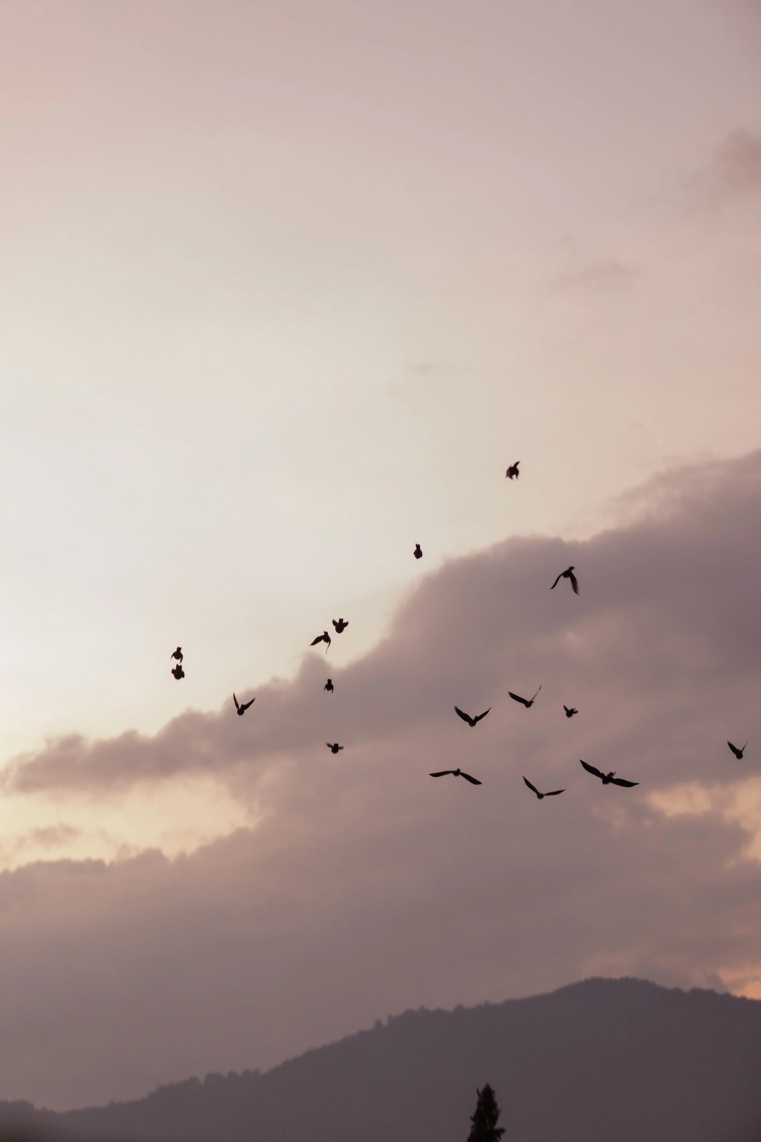 A flock of birds flying in the sky during sunset or sunrise over mountains.