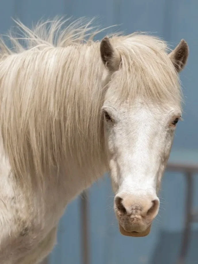 Close-up of a white horse with a long mane and a calm expression, standing against a blue background.