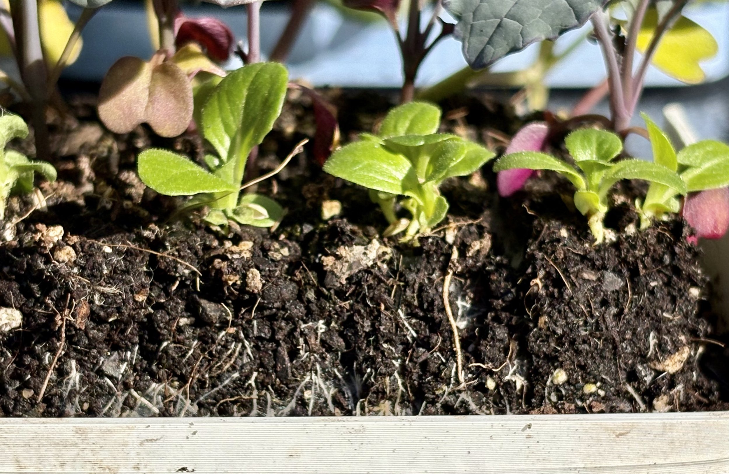 Benefits of Soil Blocking: A Better Way to Start Seeds Without Plastic Trays