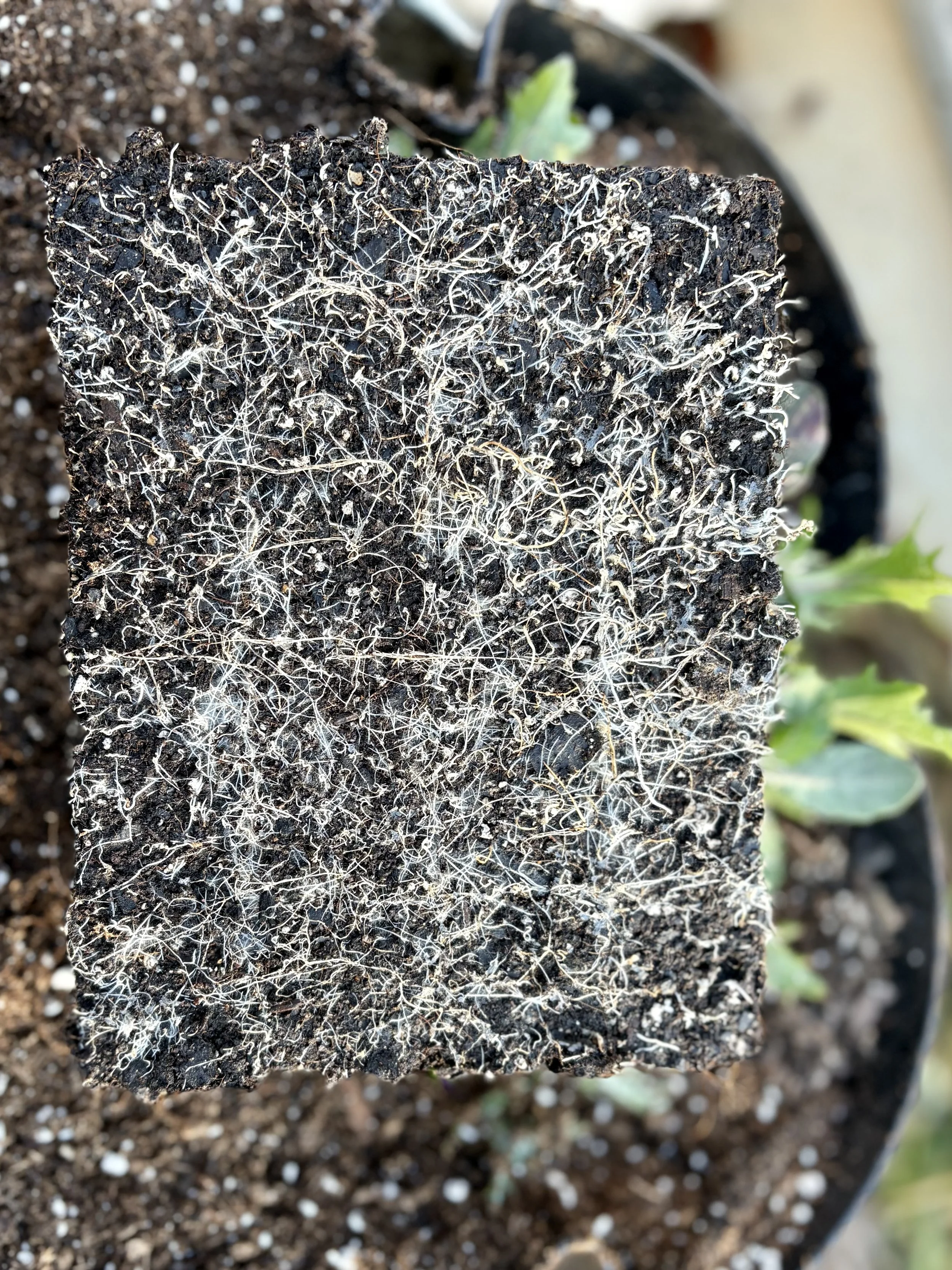 Soil Blocking Mistakes to Avoid: Beginner Guide for Healthy Seedlings