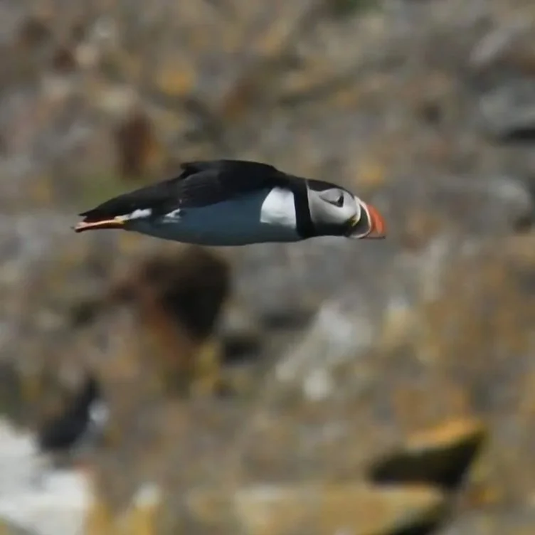 Puffins.jpg