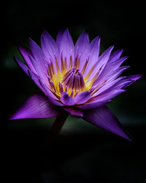 Lotus flower