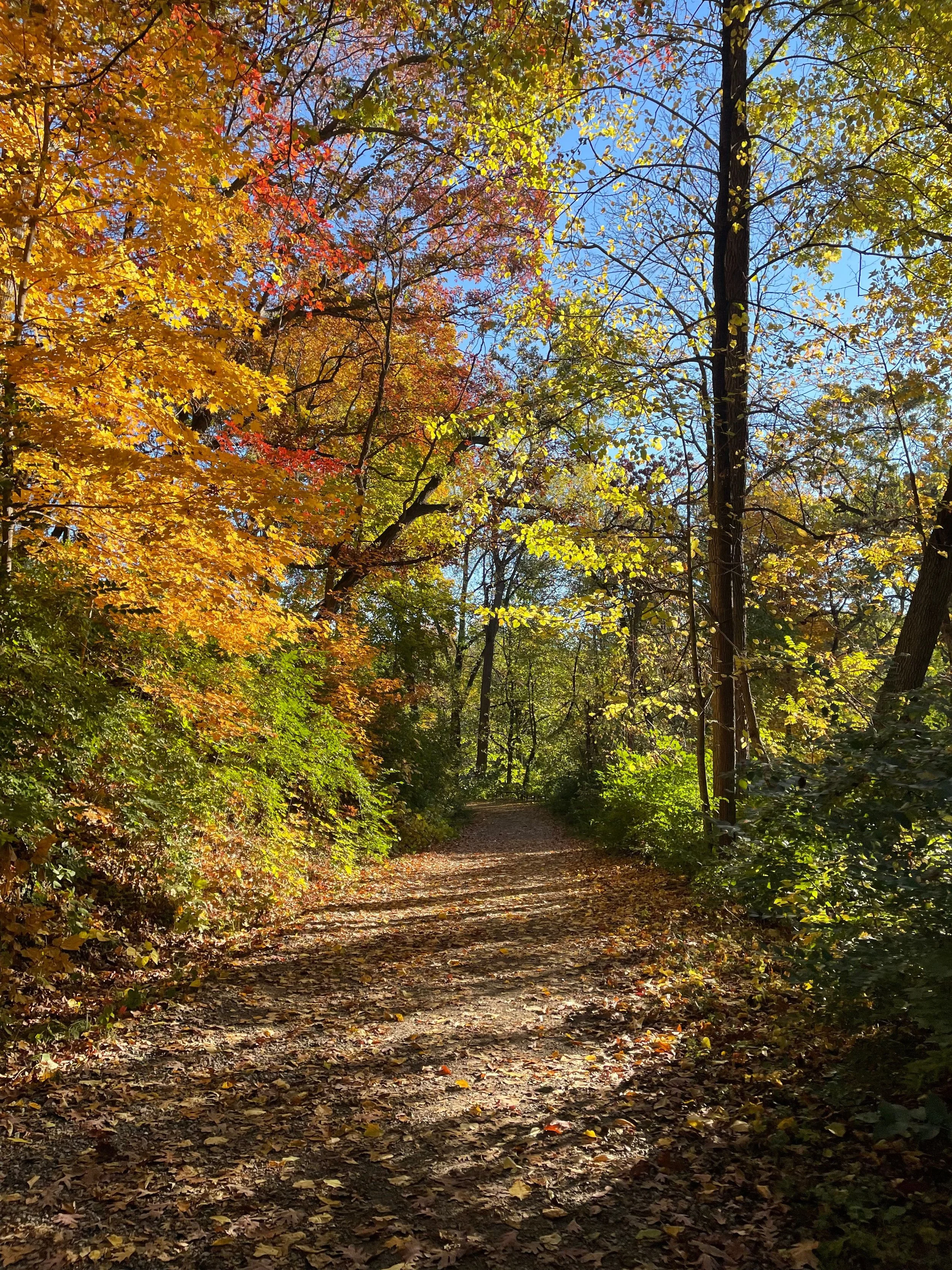 A forest trail during autumn with colorful fall leaves on trees and fallen leaves on the ground, sunlight filtering through the branches, and a clear blue sky overhead.