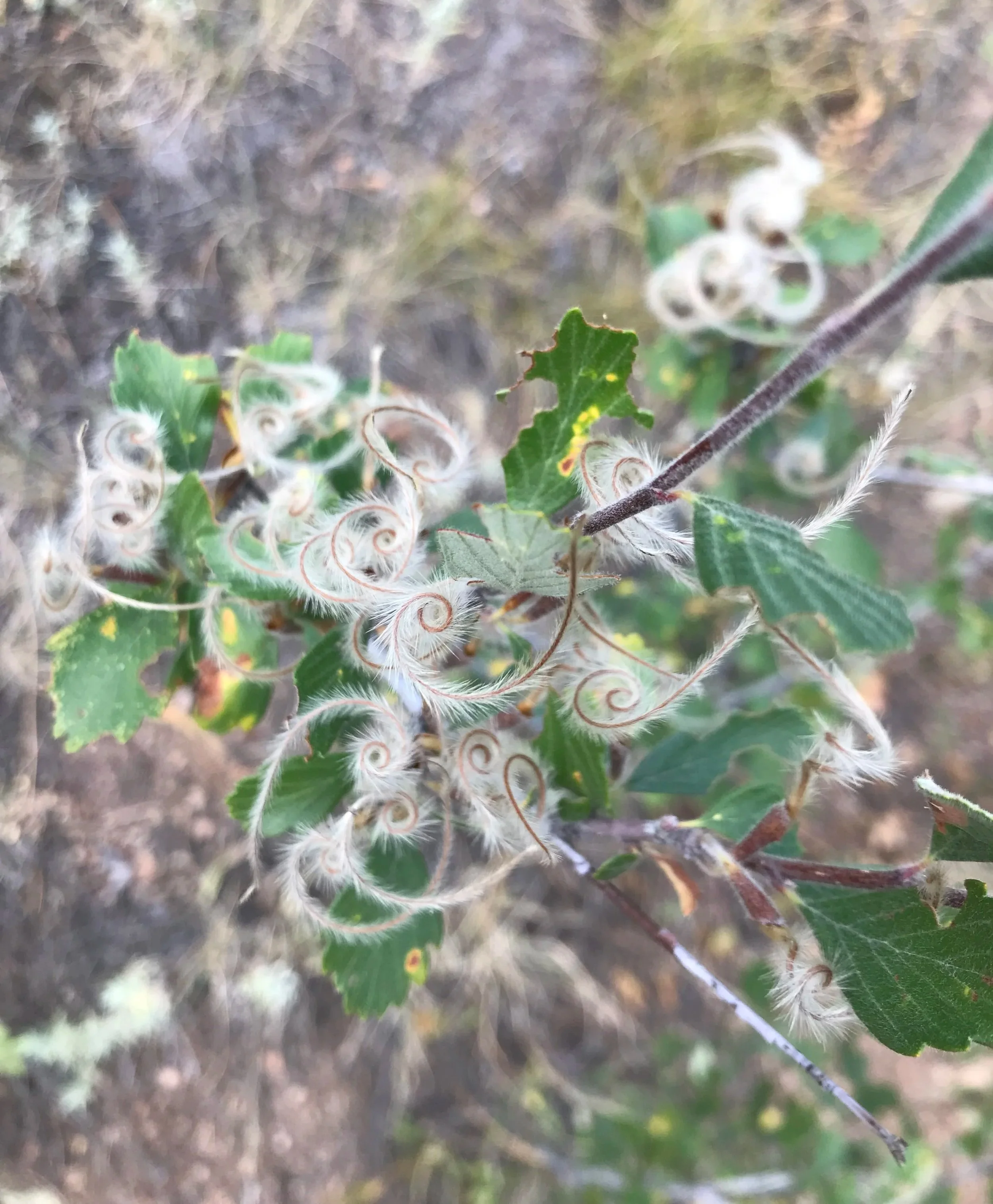 Swirling seed pods on plant